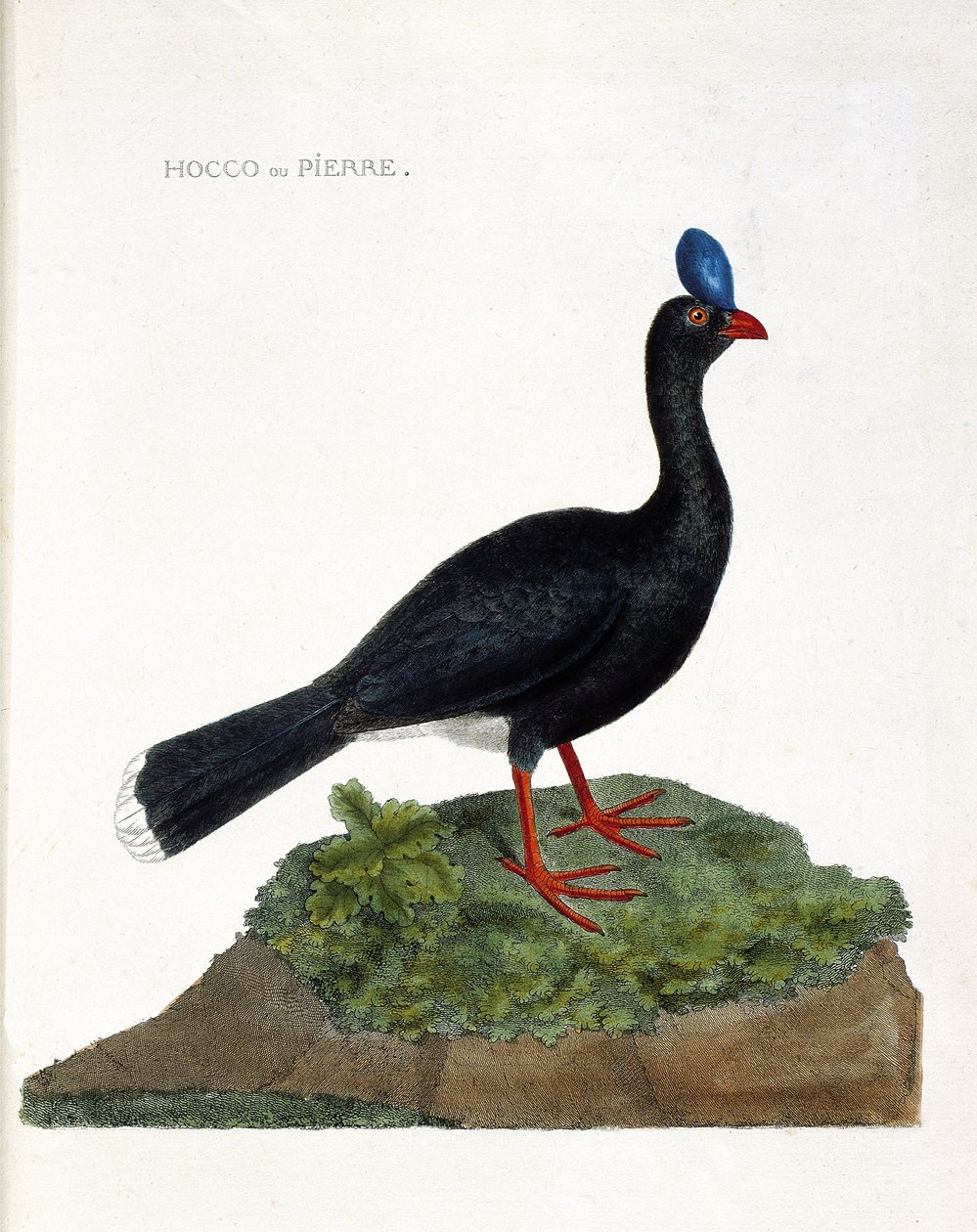 Zoologisk kart (ornitologi): Hocco eller stein (Hocco a stone eller pauxi pauxi). Illustrasjon i "Fuglenes historie, malt i deres utseende og følsomme aspekter" av Francois Nicolas Martinet (1731-1800). Privat samling. av Francois Nicolas Martinet