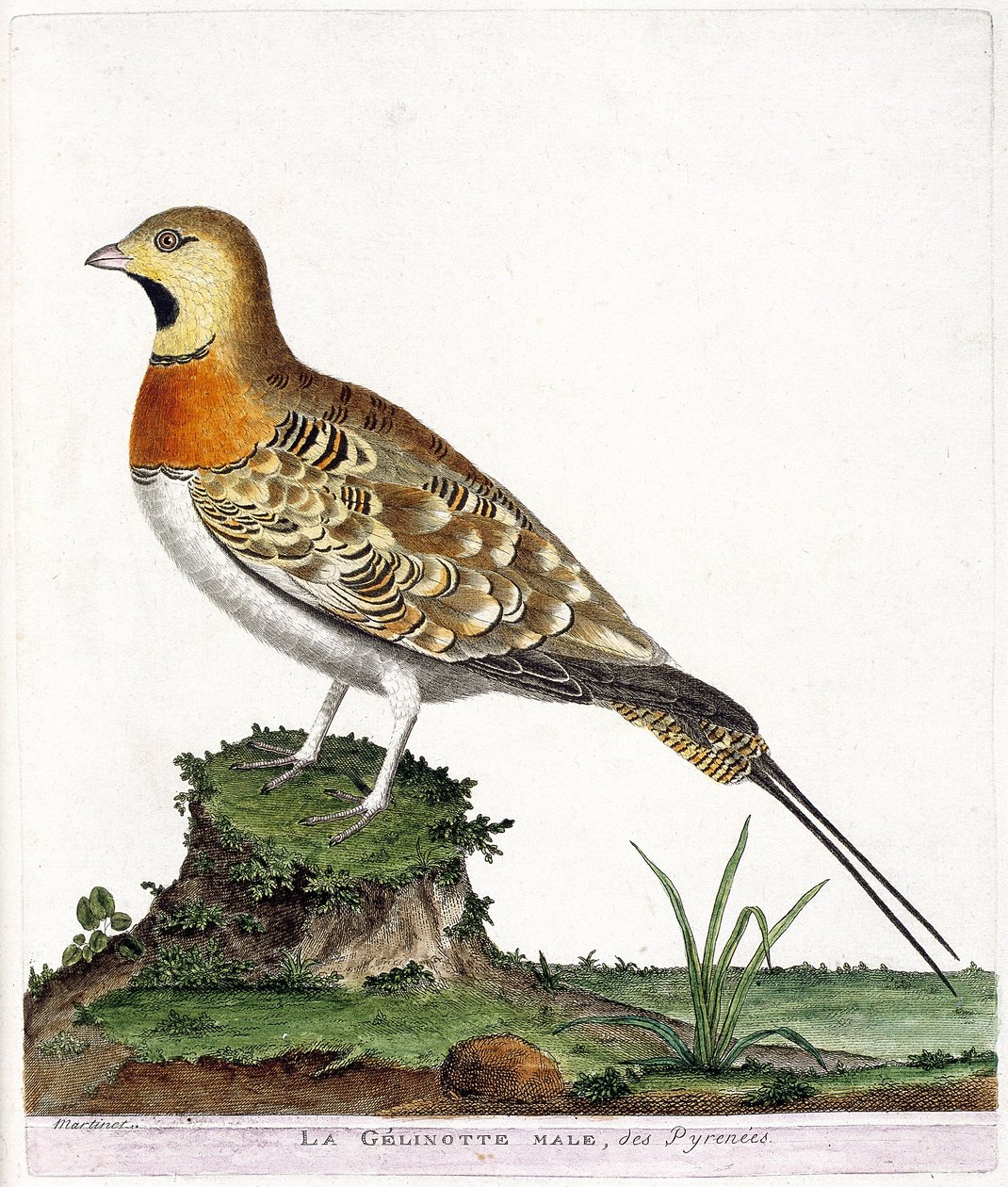 Zoologisk kart (ornitologi): Den mannlige gelinotten i Pyreneene (Ganga cata eller pterocles alchata). Illustrasjon i "Fuglenes historie, malt i deres utseende og følsomme aspekter" av Francois Nicolas Martinet (1731-1800). Privat samling. av Francois Nicolas Martinet