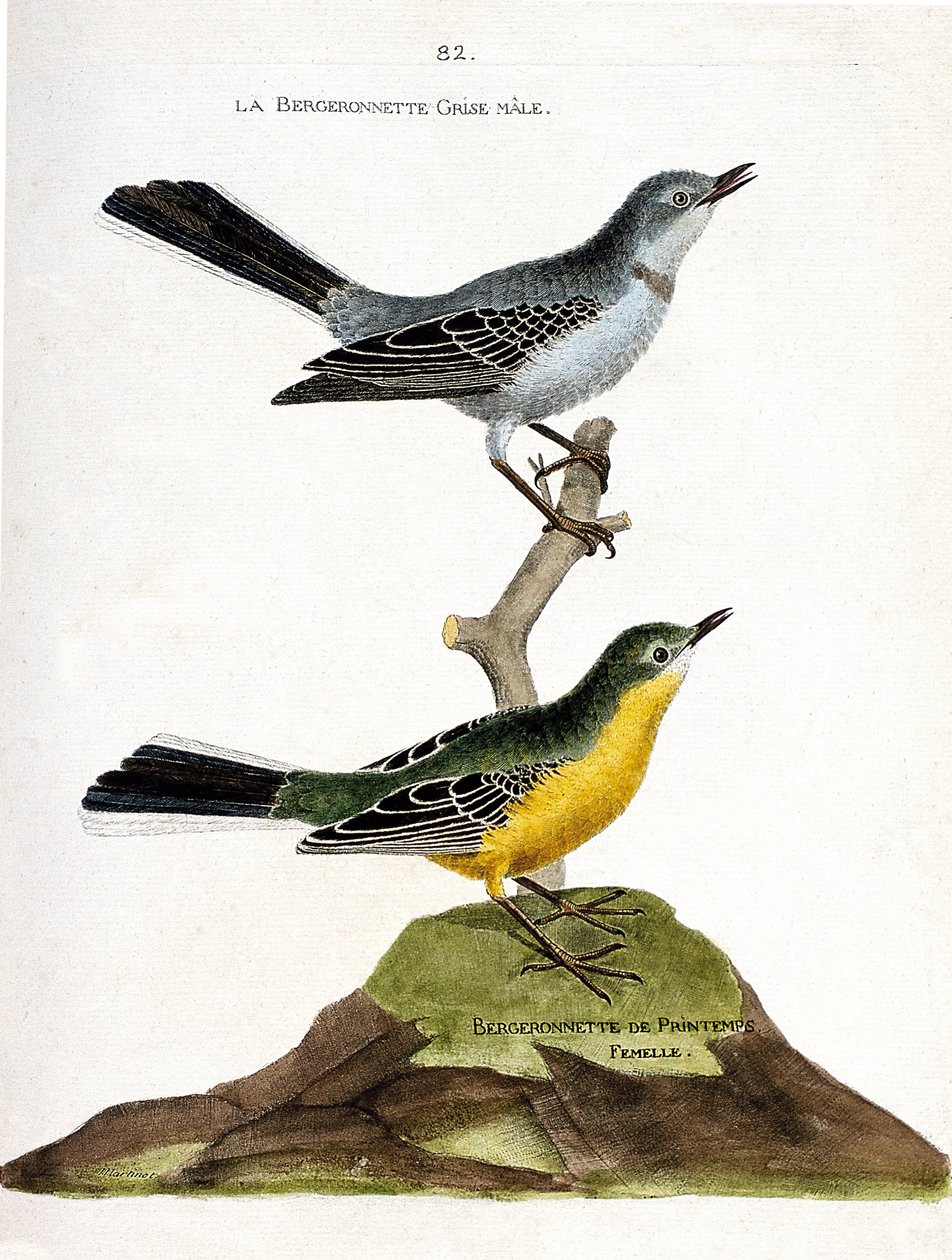 Zoological chart (ornithology): The male grey bergeronnet (Motacilla alba) on a branch and the female spring shepherd (Motacilla flava). Illustration in “The History of the Birds, Painted in Their Appearing and Sensitive Aspects” by Francois Nicolas Martin av Francois Nicolas Martinet