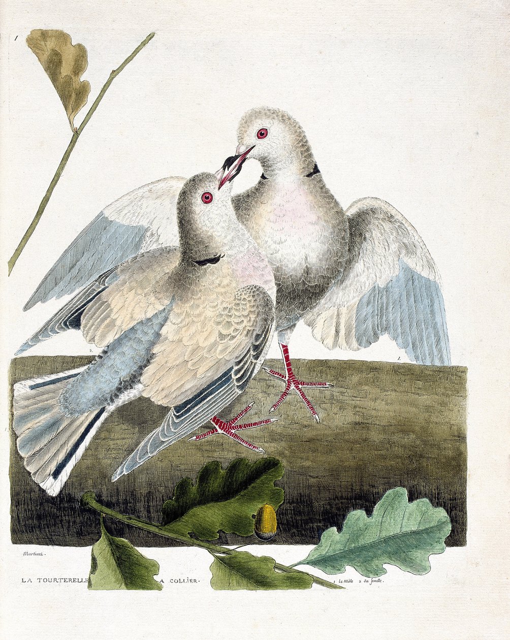 Zoologisk kart (ornitologi): Halsduen (rosa og grå due eller streptopelia roseogrisea). Illustrasjon i "Fuglenes historie, malt i deres utseende og følsomme aspekter" av Francois Nicolas Martinet (1731-1800). Privat samling. av Francois Nicolas Martinet