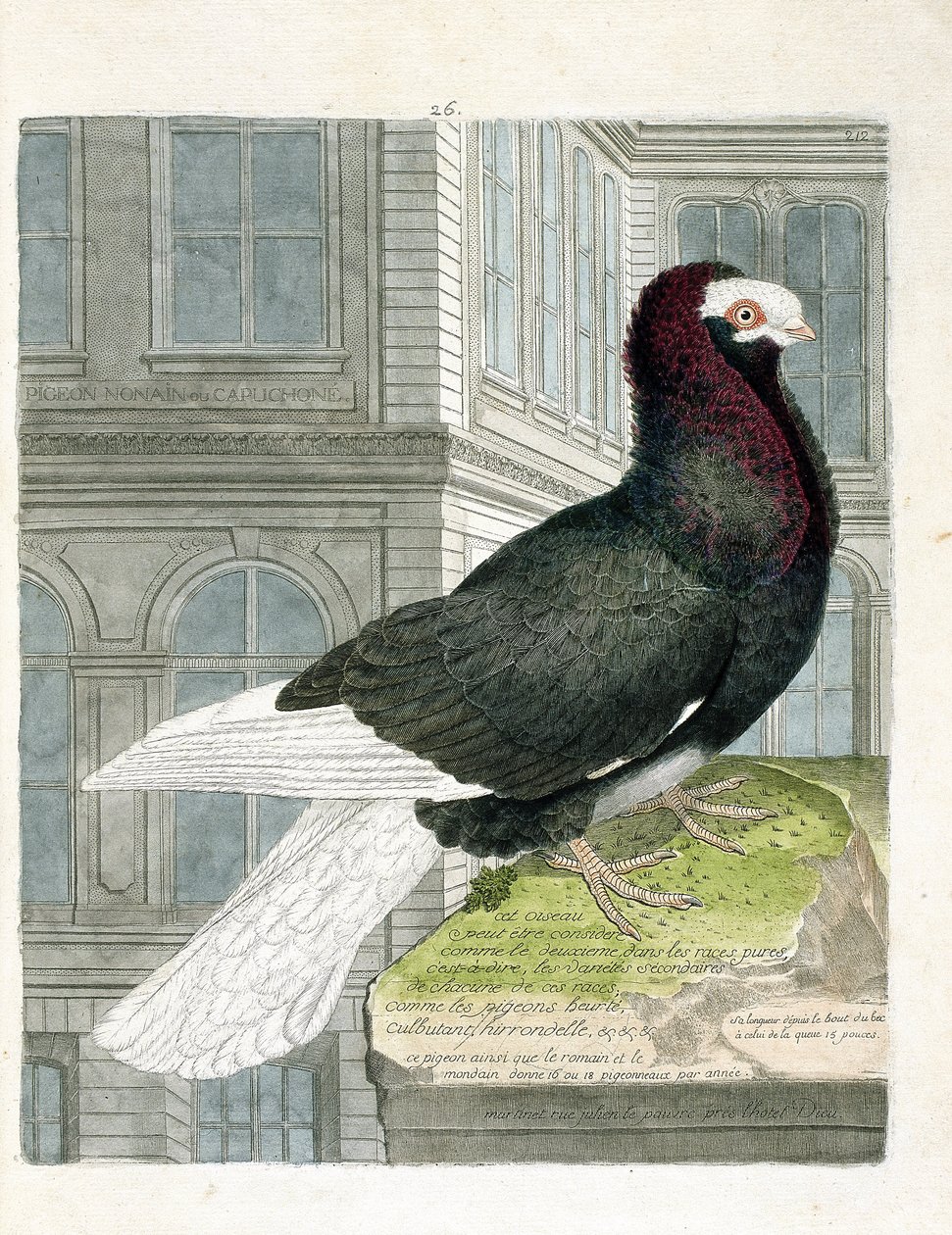 Zoologisk kart (ornitologi): Nonan- eller capuchone-duen (dvergdue eller columba livia). Illustrasjon i "Fuglenes historie, malt i deres utseende og følsomme aspekter" av Francois Nicolas Martinet (1731-1800). Privat samling. av Francois Nicolas Martinet