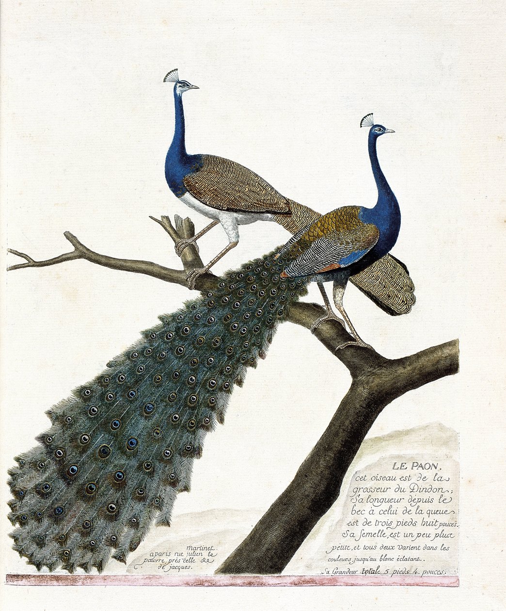 Zoologisk kart (ornitologi): Påfuglen (blå påfugl eller pavo cristatus). Illustrasjon i "Fuglenes historie, malt i deres utseende og følsomme aspekter" av Francois Nicolas Martinet (1731-1800). Privat samling. av Francois Nicolas Martinet