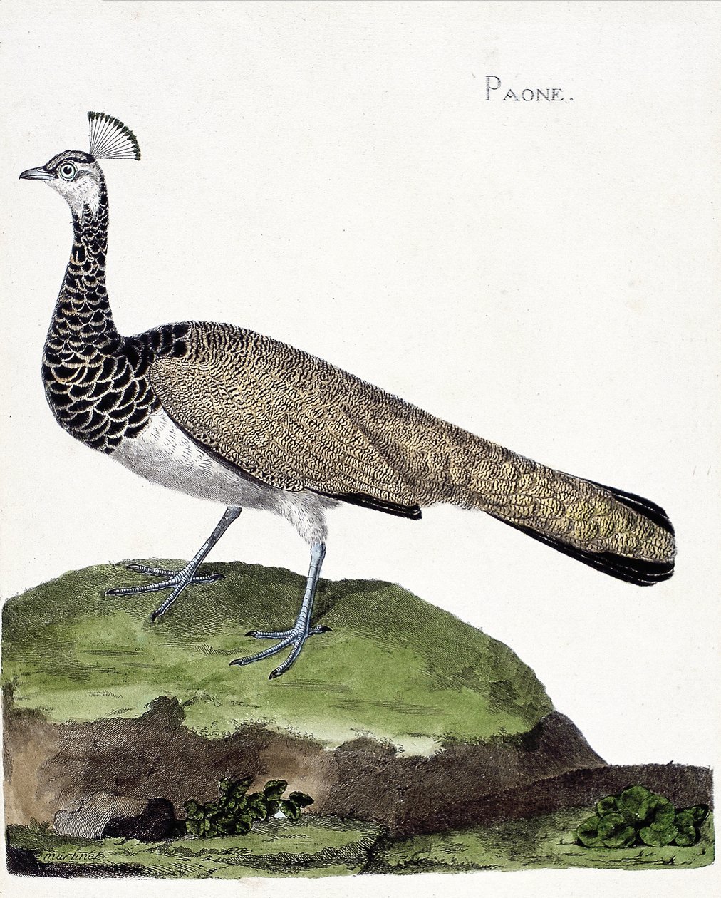 Zoologisk kart (ornitologi): Påfuglen (blå påfugl eller pavo cristatus). Illustrasjon i "Fuglenes historie, malt i deres utseende og følsomme aspekter" av Francois Nicolas Martinet (1731-1800). Privat samling. av Francois Nicolas Martinet