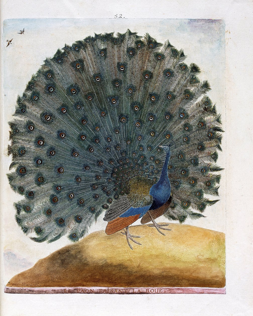 Zoologisk kart (ornitologi): Påfuglen som lager hjulet (blå påfugl eller Pavo cristatus). Illustrasjon i "Fuglenes historie, malt i deres utseende og følsomme aspekter" av Francois Nicolas Martinet (1731-1800). Privat samling. av Francois Nicolas Martinet
