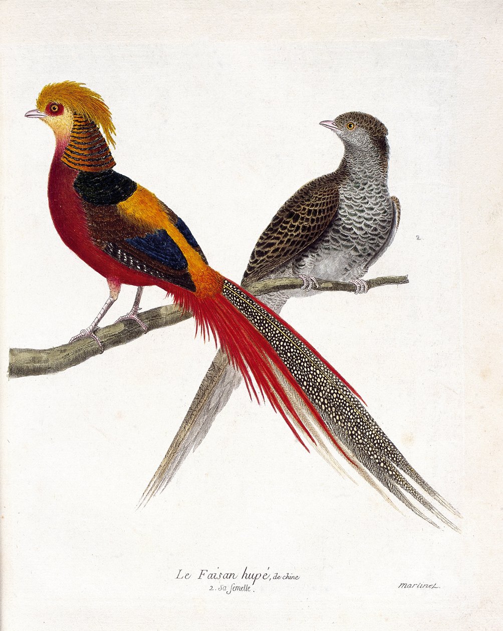 Zoologisk kart (ornitologi): Kinas fasan og hunnen (gullfasan og krysolophus) på en gren. Illustrasjon i "Fuglenes historie, malt i deres utseende og følsomme aspekter" av Francois Nicolas Martinet (1731-1800). Priv av Francois Nicolas Martinet