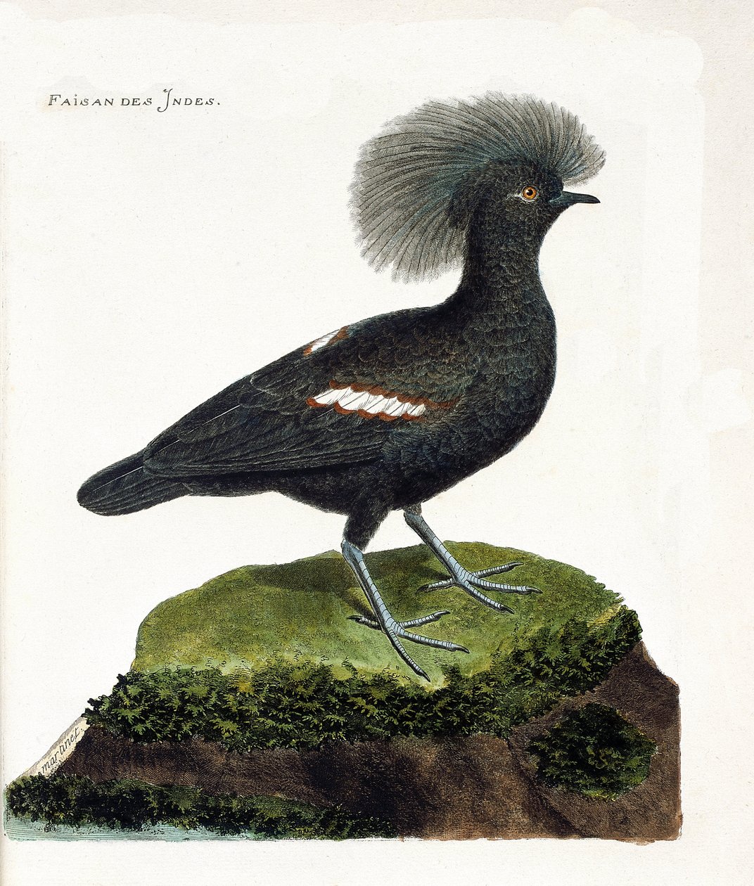 Zoologisk kart (ornitologi): Fasanen i India (goura krone eller goura cristata). Illustrasjon i "Fuglenes historie, malt i deres utseende og følsomme aspekter" av Francois Nicolas Martinet (1731-1800). Privat samling. av Francois Nicolas Martinet