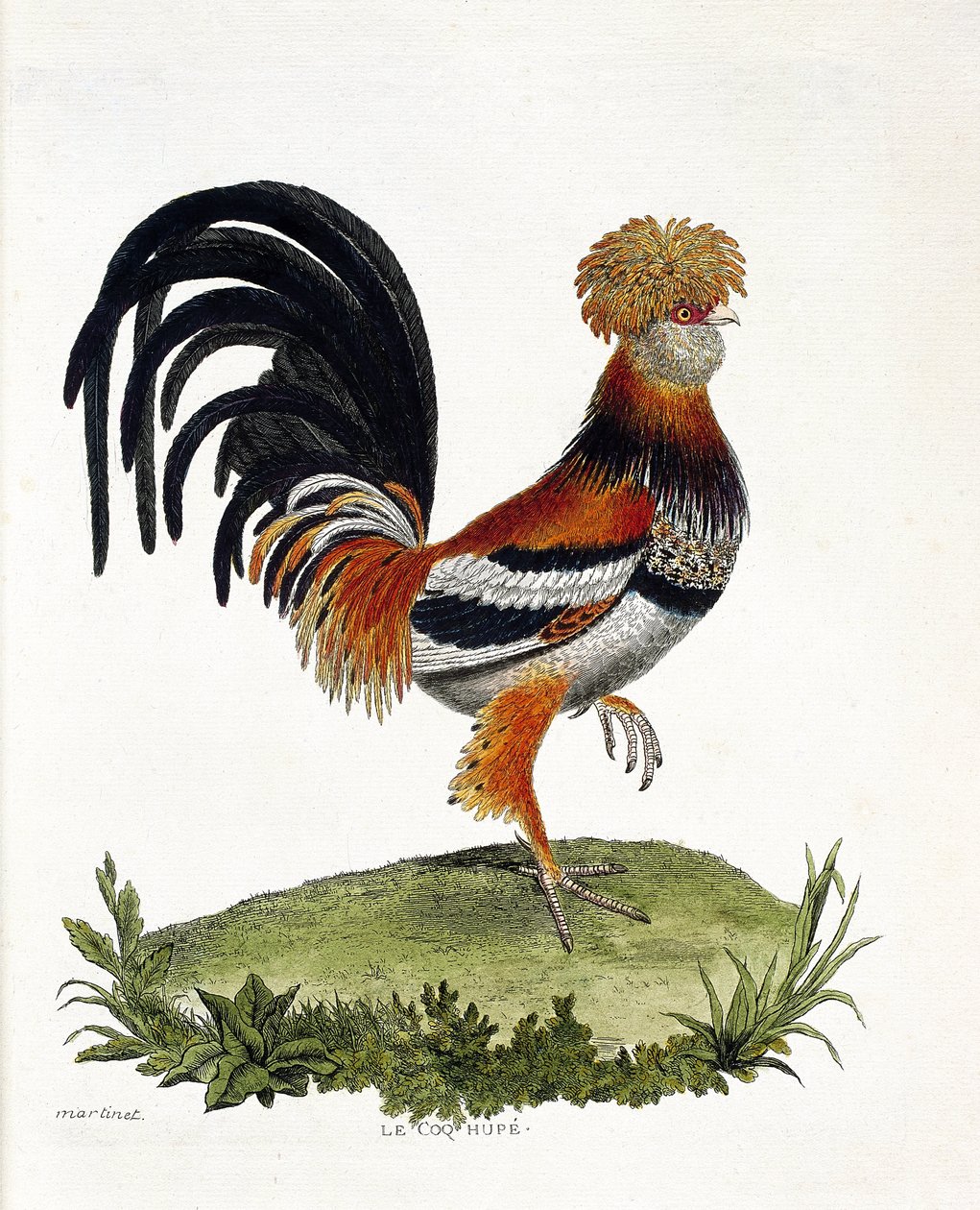 Zoologisk kart (ornitologi): Hanen (tamhane eller gallus gallus). Illustrasjon i "Fuglenes historie, malt i deres utseende og følsomme aspekter" av Francois Nicolas Martinet (1731-1800). Privat samling. av Francois Nicolas Martinet