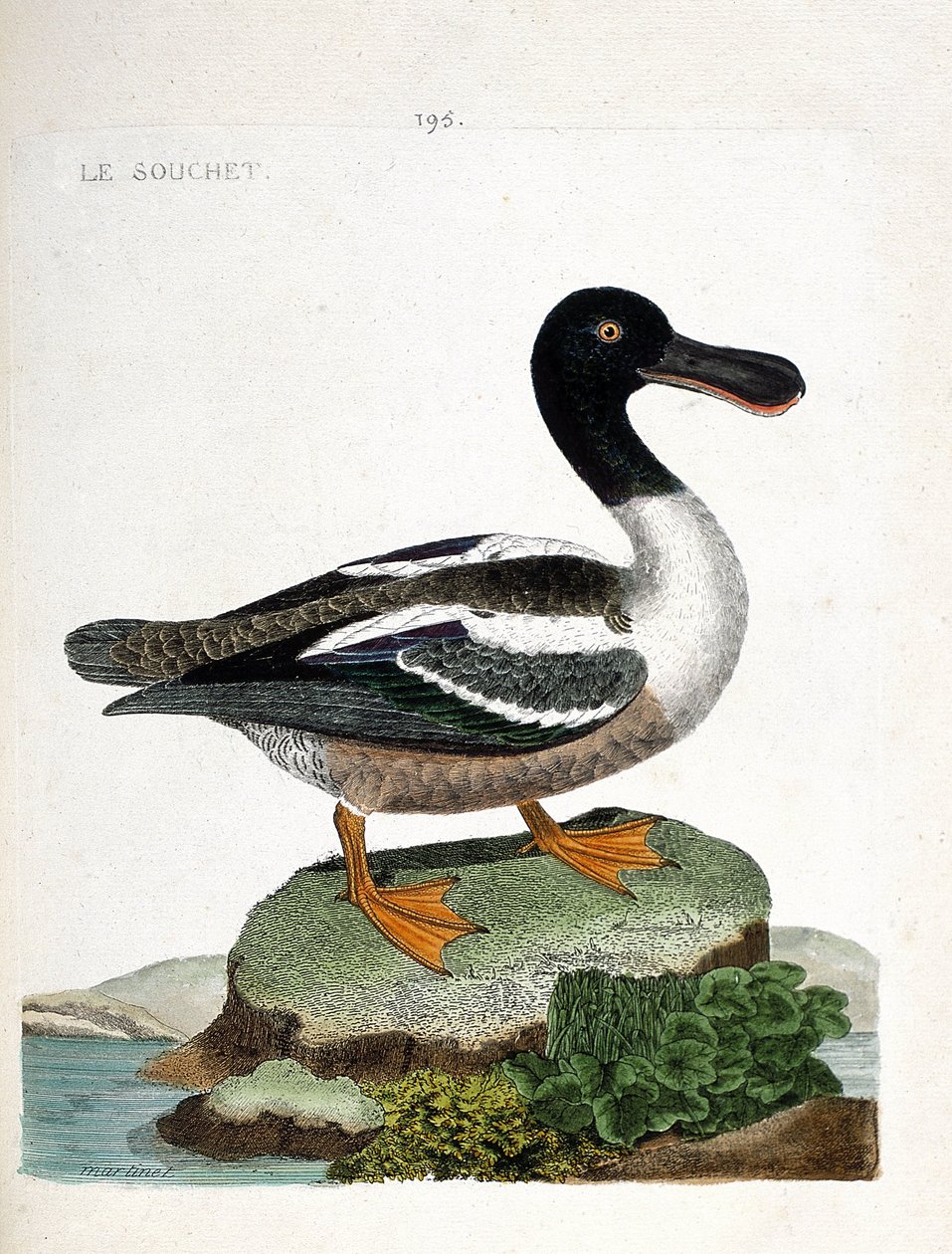 Zoologisk kart (ornitologi): Stammen (and-strainberry eller anas clypeata). Illustrasjon i "Fuglenes historie, malt i deres utseende og følsomme aspekter" av Francois Nicolas Martinet (1731-1800). Privat samling. av Francois Nicolas Martinet