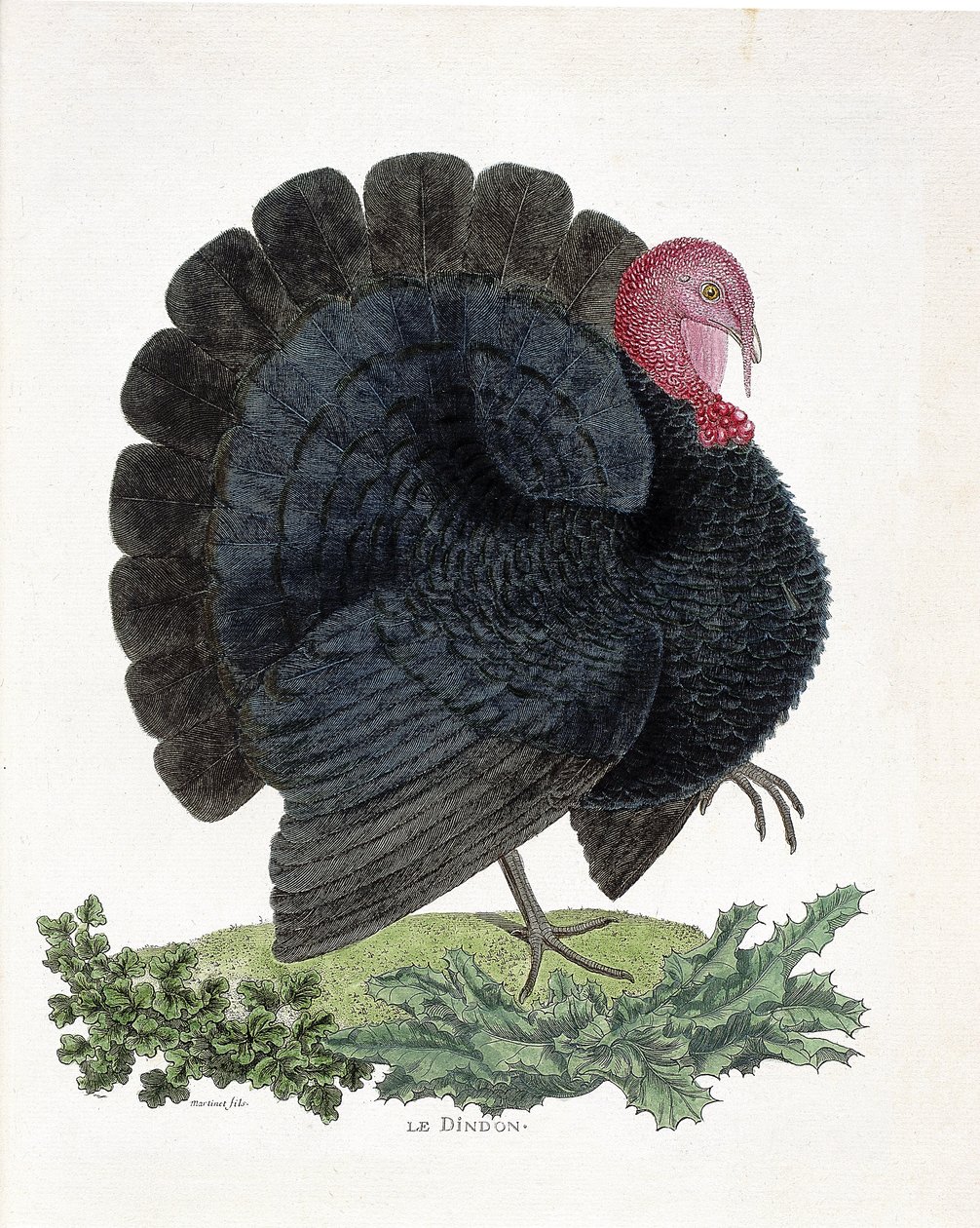 Zoologisk kart (ornitologi): Tyrkia (tam kalkun eller Melaeagris gallopavo). Illustrasjon i "Fuglenes historie, malt i deres utseende og følsomme aspekter" av Francois Nicolas Martinet (1731-1800) (gravering) av Francois Nicolas Martinet