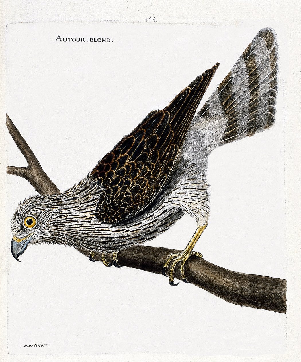 Zoologisk kart (ornitologi): rundt blond (rundt hønsehauk eller accipiter gentilis) på en gren. Illustrasjon i "Fuglenes historie, malt i deres utseende og følsomme aspekter" av Francois Nicolas Martinet (1731-1800). Privat samling. av Francois Nicolas Martinet