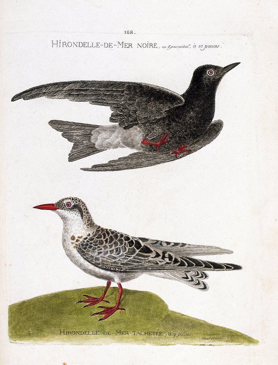 Zoological chart (ornithology): black sea swallow (sea swallow or black dwarf or chlidonias niger) in flight and spotted sea swallow (moustac guifette or chlidonias hybrida). Illustration in “The History of the Birds, Painted in Their Appearing and Sensiti av Francois Nicolas Martinet
