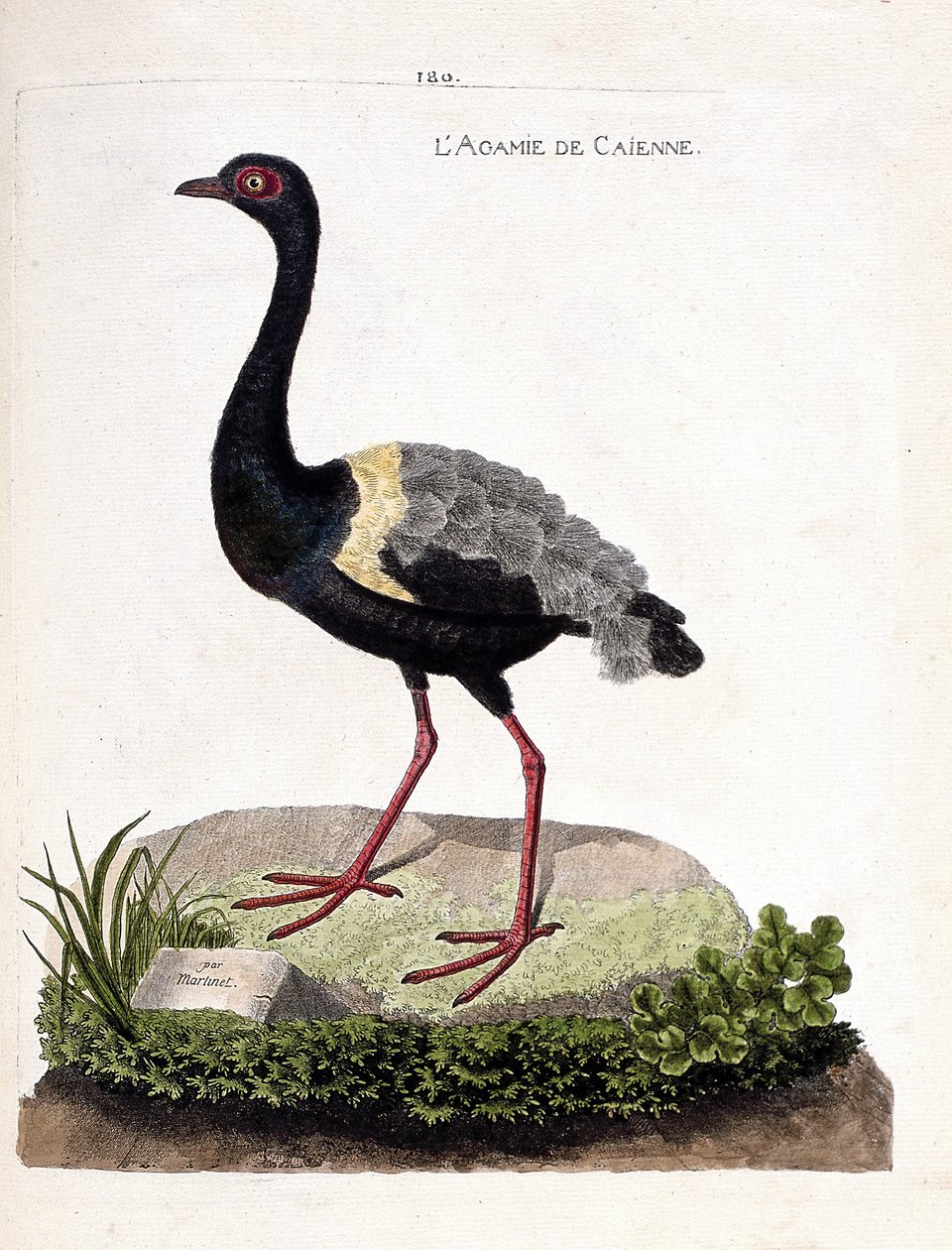 Zoologisk kart (ornitologi): caienne agami (trompetagami eller psophia crepitans). Illustrasjon i "Fuglenes historie, malt i deres utseende og følsomme aspekter" av Francois Nicolas Martinet (1731-1800). Privat samling. av Francois Nicolas Martinet