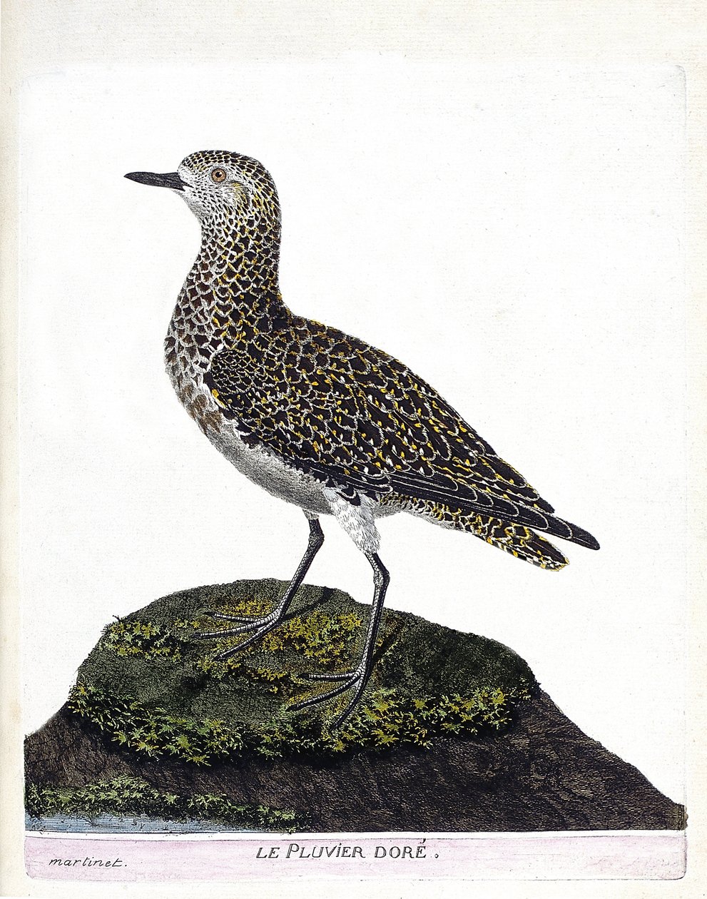 Zoologisk kart (ornitologi): casoar (casoar en hjelm eller cassuarius cassuarius). Illustrasjon i "Fuglenes historie, malt i deres utseende og følsomme aspekter" av Francois Nicolas Martinet (1731-1800). Privat samling. av Francois Nicolas Martinet