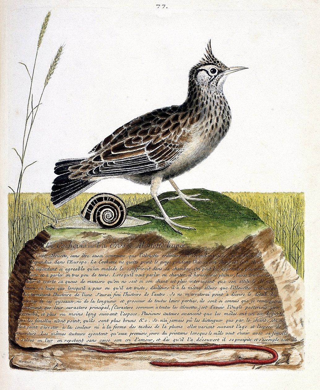 Zoologisk kart (ornitologi): cochevis (cochevis huppe eller Galerida cristata). Illustrasjon i "Fuglenes historie, malt i deres utseende og følsomme aspekter" av Francois Nicolas Martinet (1731-1800). Privat samling. av Francois Nicolas Martinet