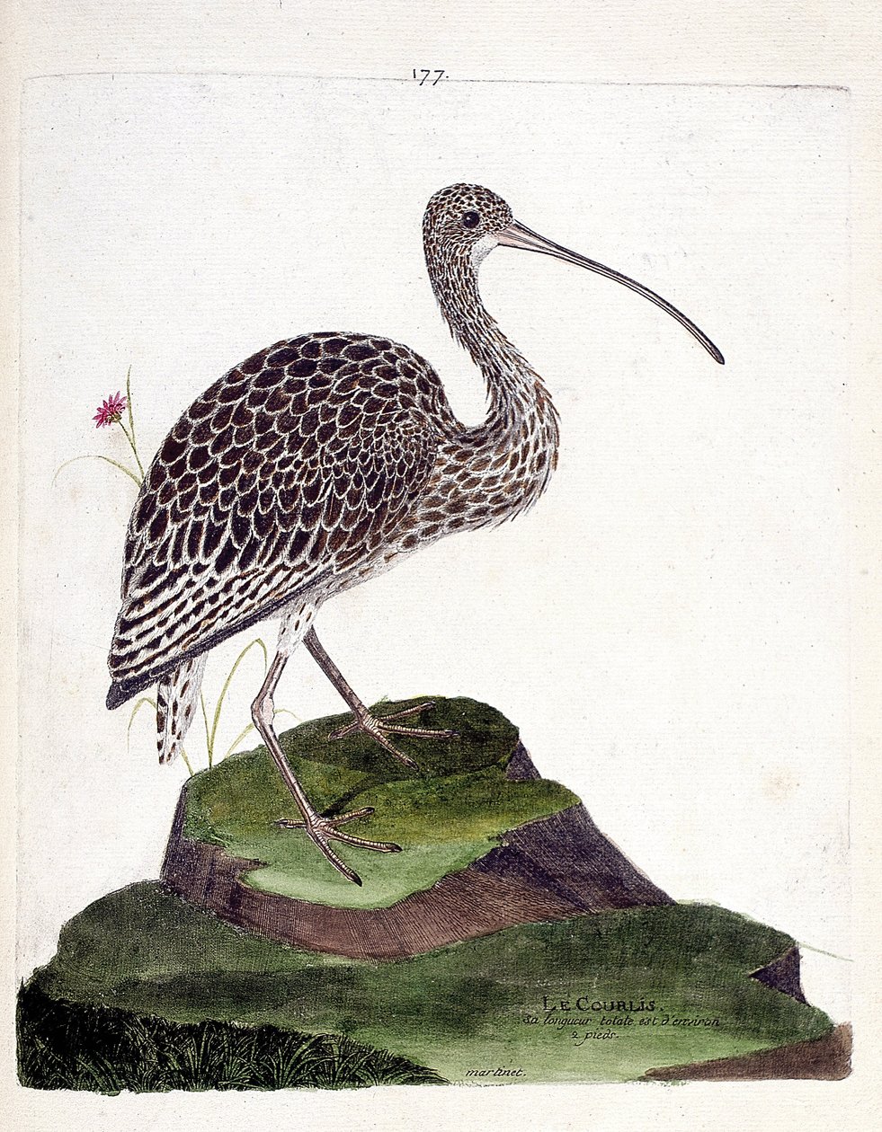 Zoologisk kart (ornitologi): krølle (krølleaske eller numenius arquata). Illustrasjon i "Fuglenes historie, malt i deres utseende og følsomme aspekter" av Francois Nicolas Martinet (1731-1800). Privat samling. av Francois Nicolas Martinet