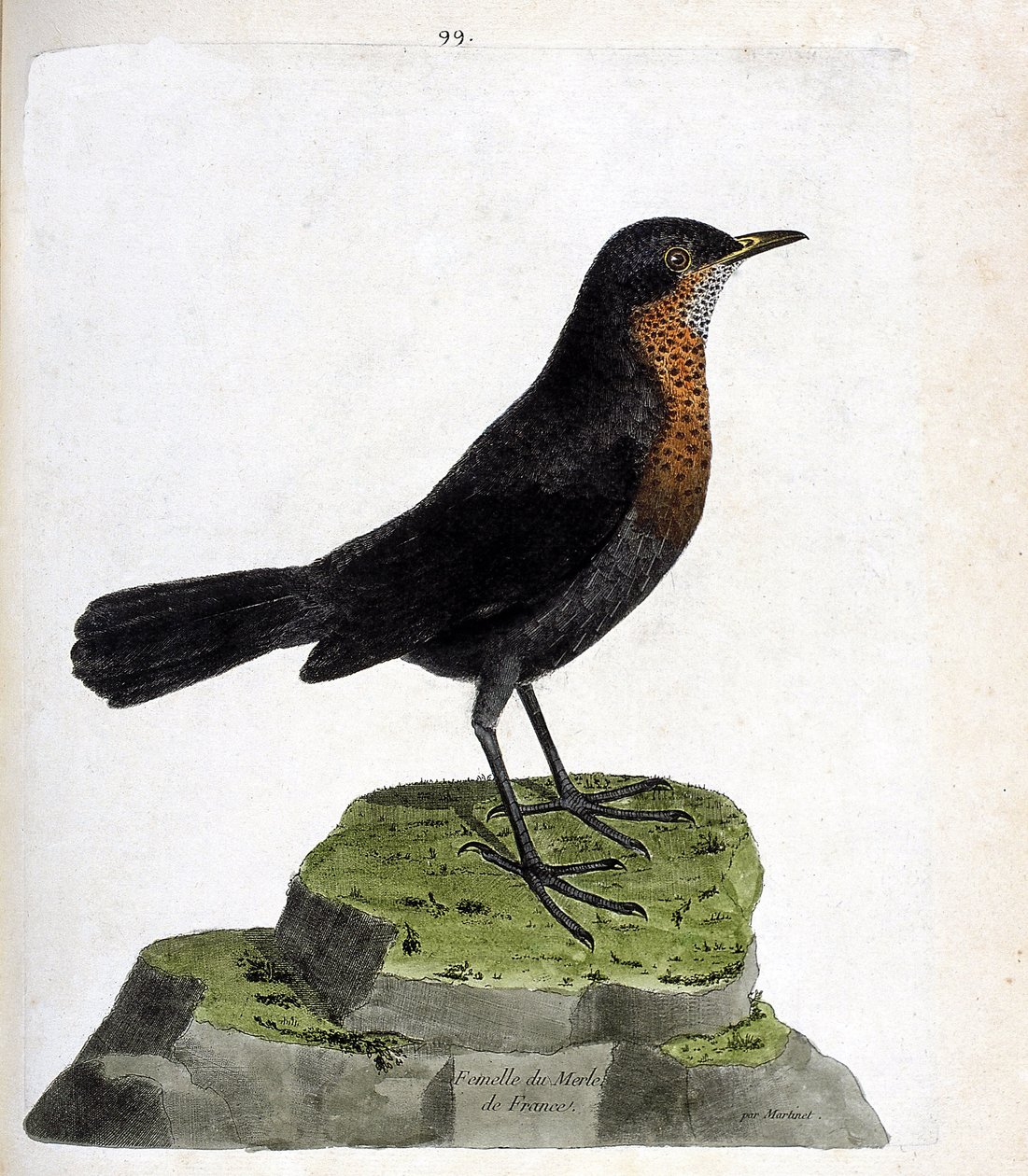 Zoologisk kart (ornitologi): kvinnelig svarttrost (svarttrost eller turdus merula). Illustrasjon i "Fuglenes historie, malt i deres utseende og følsomme aspekter" av Francois Nicolas Martinet (1731-1800). Privat samling. av Francois Nicolas Martinet
