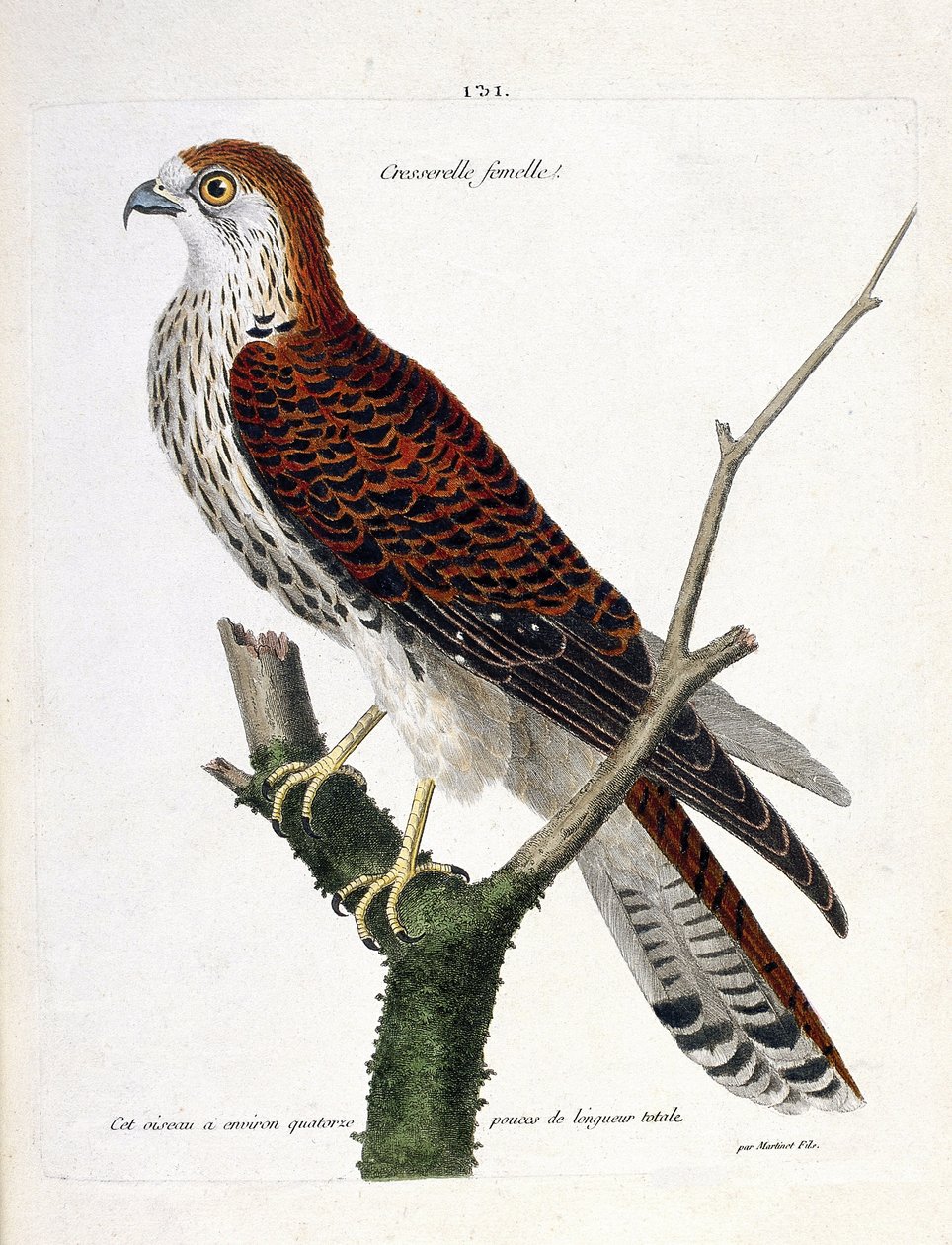 Zoologisk kart (ornitologi): hunnkarse (haukhauk eller falco tinnunculus) på en gren. Illustrasjon i "Fuglenes historie, malt i deres utseende og følsomme aspekter" av Francois Nicolas Martinet (1731-1800). Privat samling. av Francois Nicolas Martinet