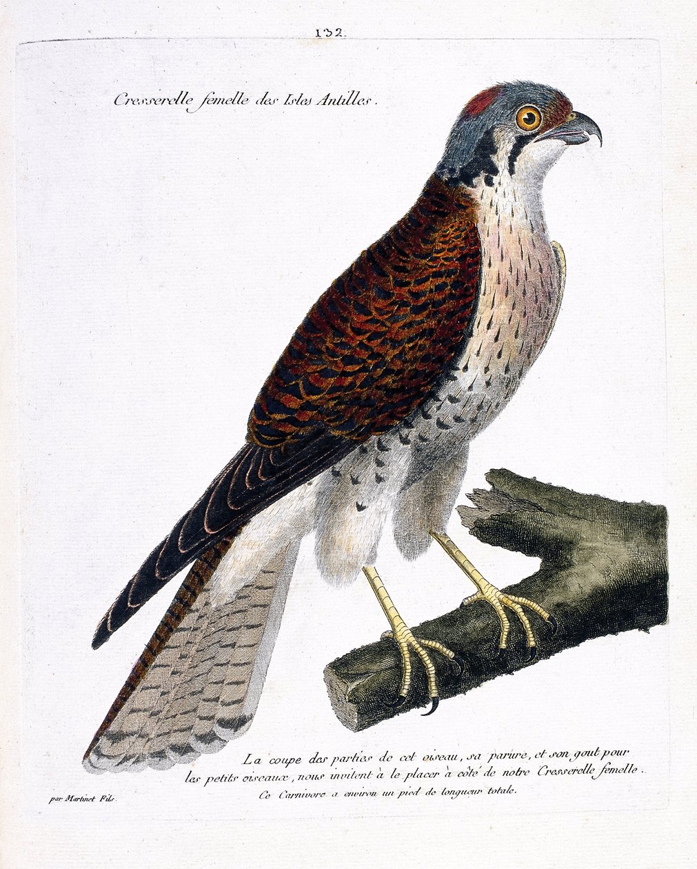 Zoologisk kart (ornitologi): kvinnelig karse på de karibiske øyene (amerikansk crecerella eller falco sparverius) på en gren. Illustrasjon i "Fuglenes historie, malt i deres utseende og følsomme aspekter" av Francois Nicolas Martinet (1731-180) av Francois Nicolas Martinet