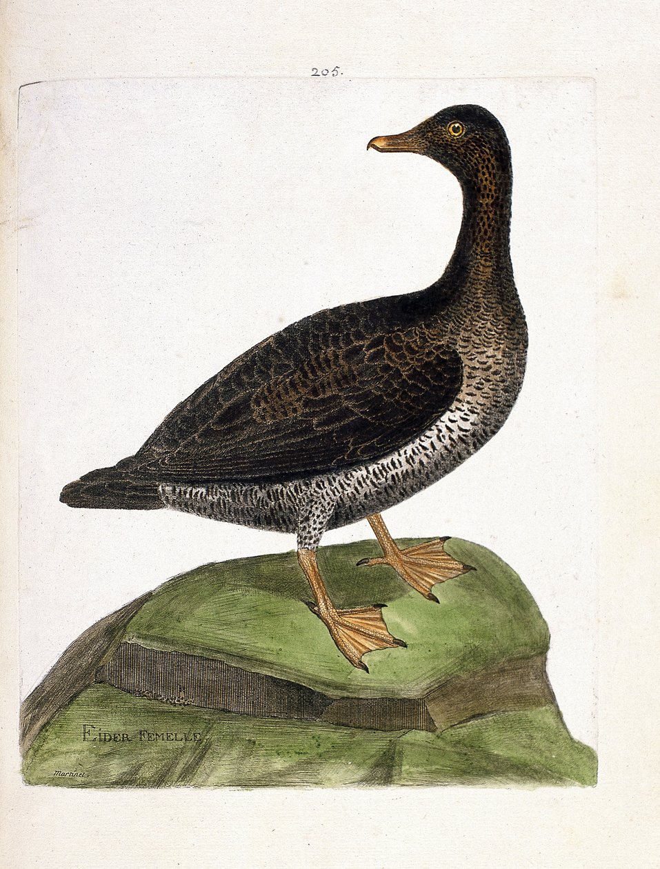 Zoologisk kart (ornitologi): hunnærfugl (ærfugl, dun eller somateria mollissima). Illustrasjon i "Fuglenes historie, malt i deres utseende og følsomme aspekter" av Francois Nicolas Martinet (1731-1800). Privat samling. av Francois Nicolas Martinet