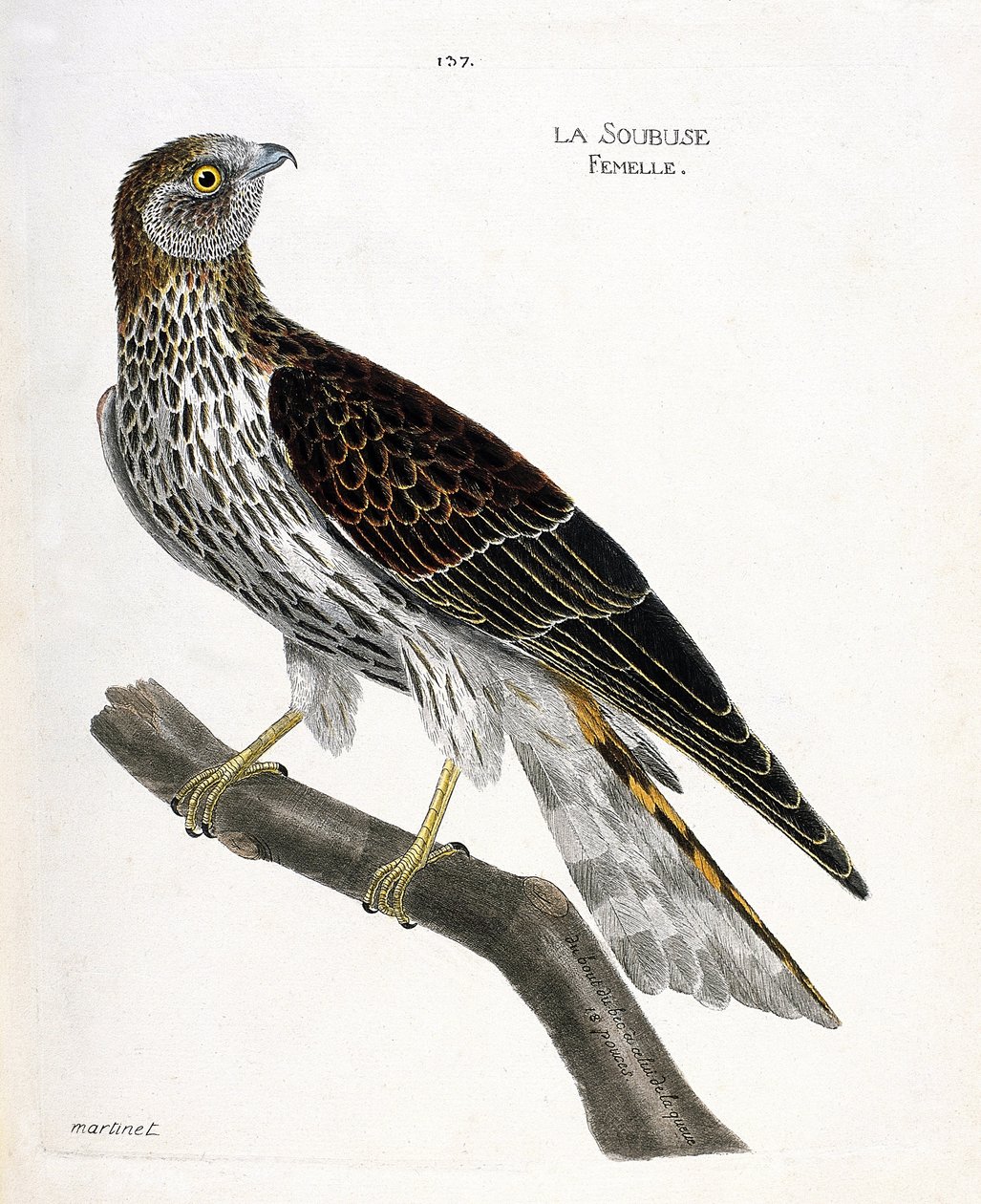 Zoologisk kart (ornitologi): kvinnelig soubuse (busard saint martin eller circus cyaneus) på en gren. Illustrasjon i "Fuglenes historie, malt i deres utseende og følsomme aspekter" av Francois Nicolas Martinet (1731-1800). Privat samling. av Francois Nicolas Martinet