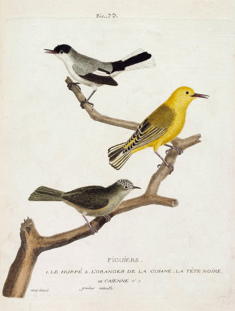 Zoologisk kart (ornitologi): fikentrær. Fra bunn til topp: bøyle (california gobemoucheron eller polioptila california), oransje av guian (oransje sangfugl eller protonotaria citrea) og det svarte hodet til Caienne (tropisk gobemoucheron eller poliopt) av Francois Nicolas Martinet