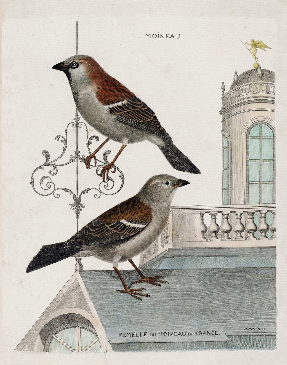 Zoologisk kart (ornitologi): fra topp til bunn: Spurv og hunn av spurven i Frankrike (tamspurv eller pass domesticus). Illustrasjon i "Fuglenes historie, malt i deres utseende og følsomme aspekter" av Francois Nicolas Martinet av Francois Nicolas Martinet