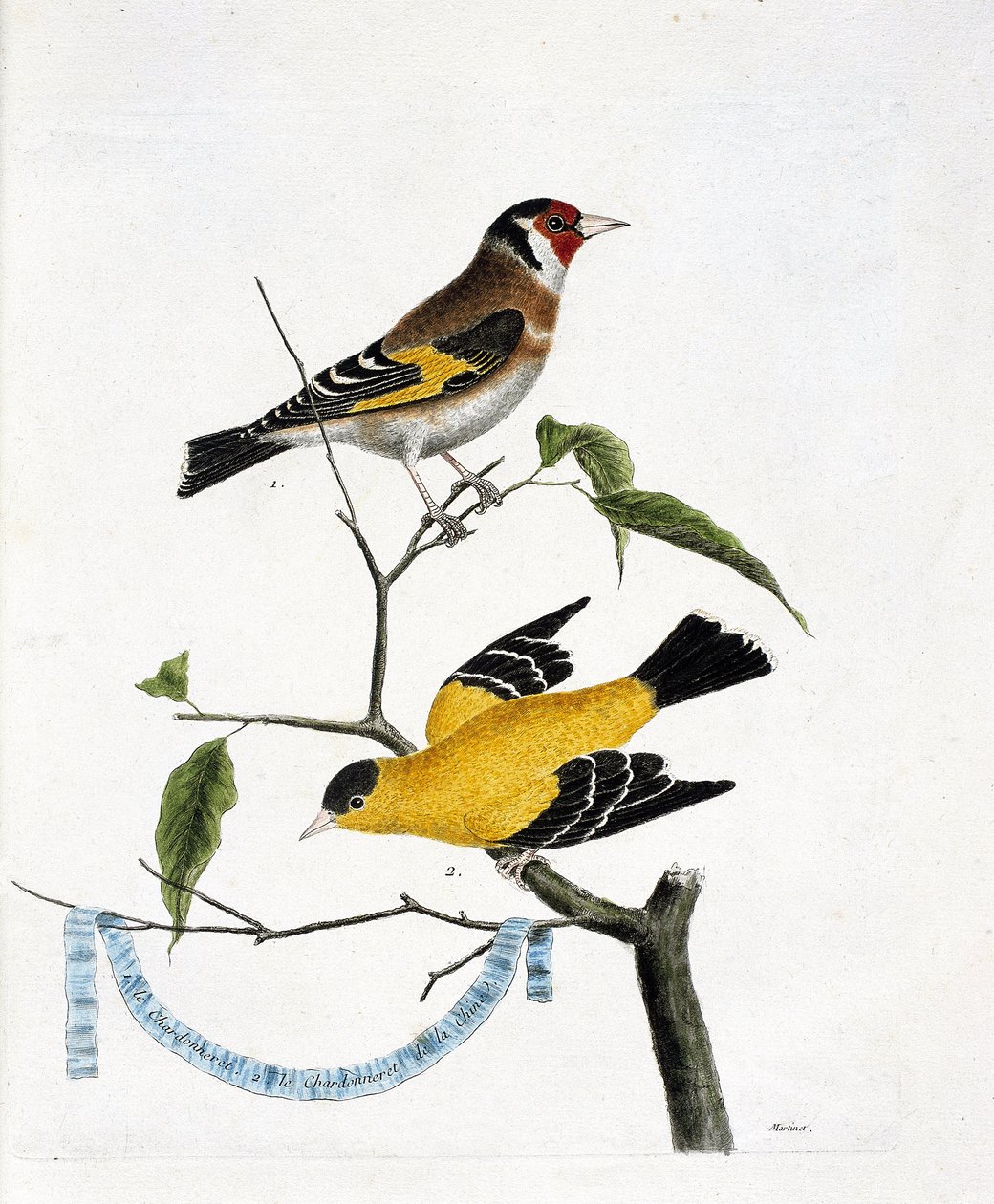 Zoologisk kart (ornitologi): fra topp til bunn: Chardonneret (chardonneret elegant eller carduelis carduelis) og chardonneret of China (Tarin sad eller carduelis tristis) på en gren. Illustrasjon i "Fuglenes historie, malt i deres appea av Francois Nicolas Martinet