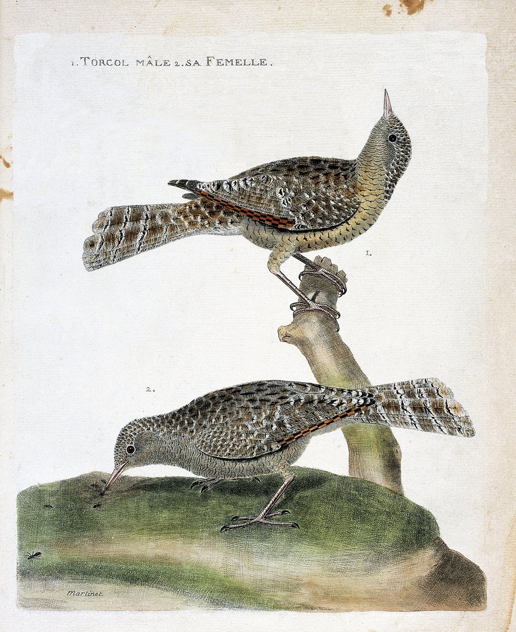 Zoologisk kart (ornitologi): fra topp til bunn: Hanntorcolen og dens hunn (Torcol Fourmilier eller Jynx torquilla). Illustrasjon i "Fuglenes historie, malt i deres utseende og følsomme aspekter" av Francois Nicolas Martinet (1731-1800). av Francois Nicolas Martinet