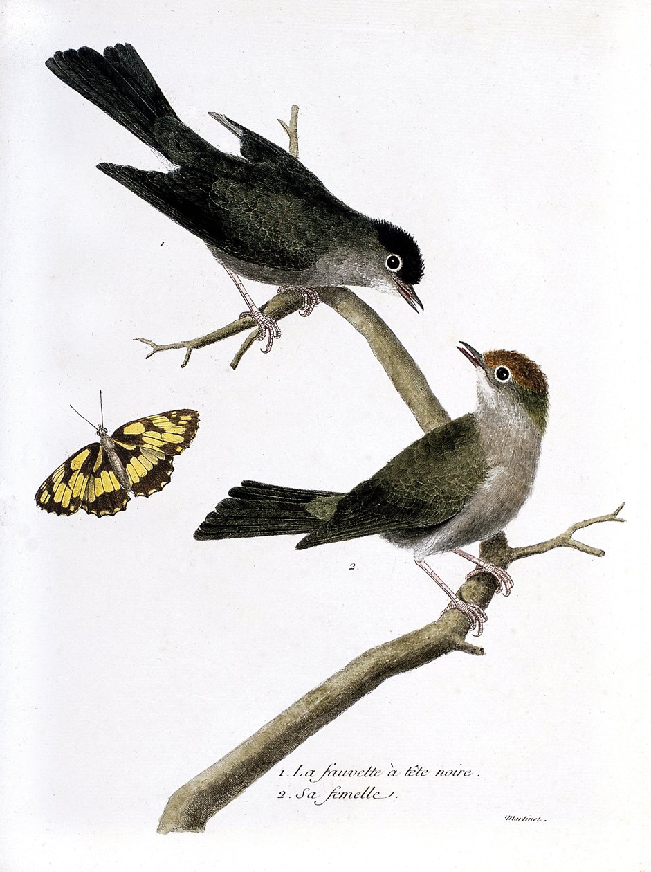 Zoologisk kart (ornitologi): fra topp til bunn: blackhead hauk og dens hunn (Sylvia atricapilla) på en gren. Illustrasjon i "Fuglenes historie, malt i deres utseende og følsomme aspekter" av Francois Nicolas Martinet (1731-1800). P av Francois Nicolas Martinet