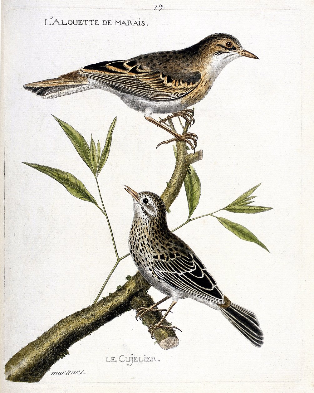 Zoologisk kart (ornitologi): fra topp til bunn: myrlerken (pipit rousseline eller anthus campestris) og cujelier (pipit farlouse eller anthus pratensis) på en gren. Illustrasjon i "Fuglenes historie, malt i deres utseende og følsomhet av Francois Nicolas Martinet