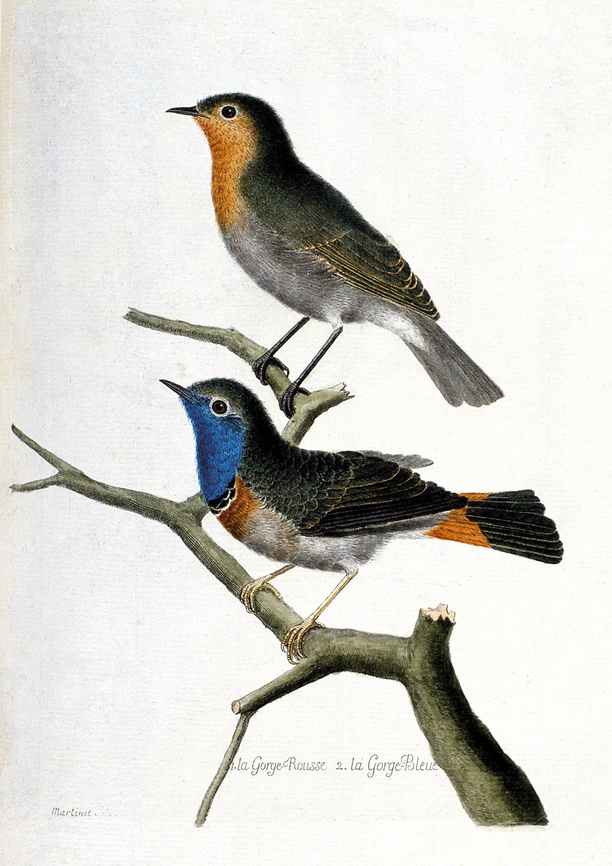 Zoologisk kart (ornitologi): fra topp til bunn: rød hals (rød hals eller rød hals eller erithacus rubecula) og blå hals (blå hals eller luscinia svecica) på en gren. Illustrasjon i «Fuglenes historie, malt i deres utseende og av Francois Nicolas Martinet