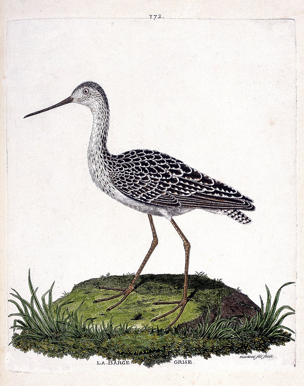 Zoological chart (ornithology): grey barge (red barge or limosa lapponica). Illustration in “The History of the Birds, Painted in Their Appearing and Sensitive Aspects” by Francois Nicolas Martinet (1731-1800). Private collection. av Francois Nicolas Martinet