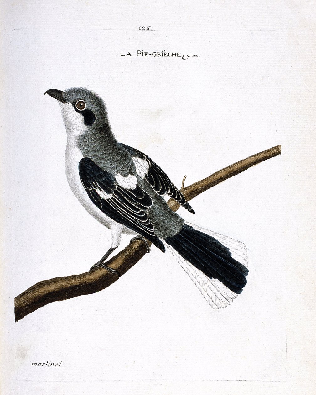 Zoologisk kart (ornitologi): grå grieche (grå tomper eller lanius excubitor) på en gren. Illustrasjon i "Fuglenes historie, malt i deres utseende og følsomme aspekter" av Francois Nicolas Martinet (1731-1800). Privat samling. av Francois Nicolas Martinet