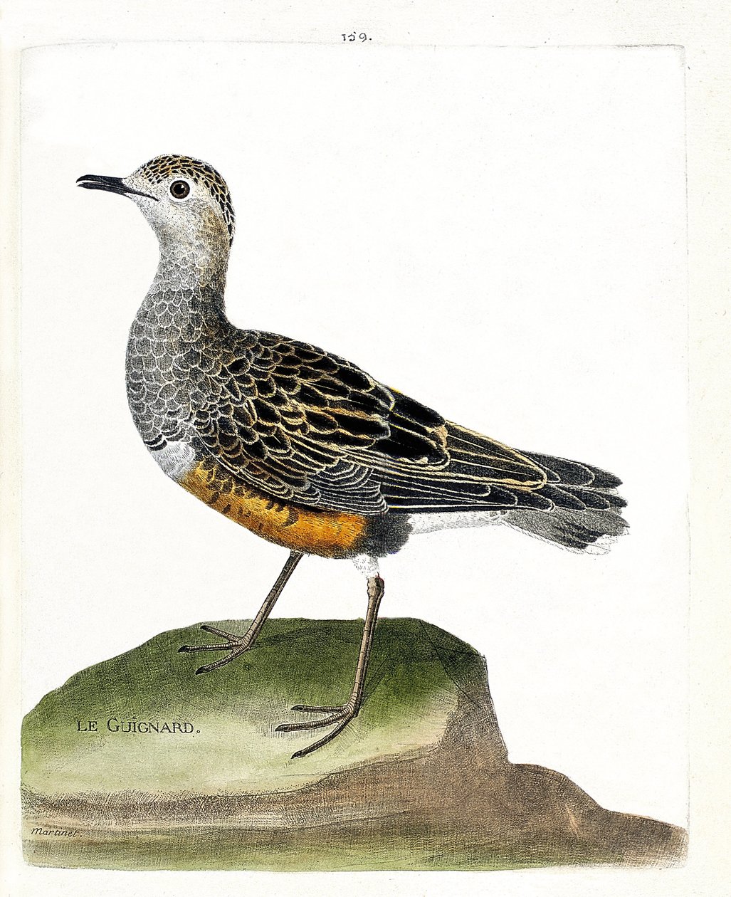 Zoologisk kart (ornitologi): guignard (guignard plover eller eudromias morinellus). Illustrasjon i "Fuglenes historie, malt i deres utseende og følsomme aspekter" av Francois Nicolas Martinet (1731-1800). Privat samling. av Francois Nicolas Martinet