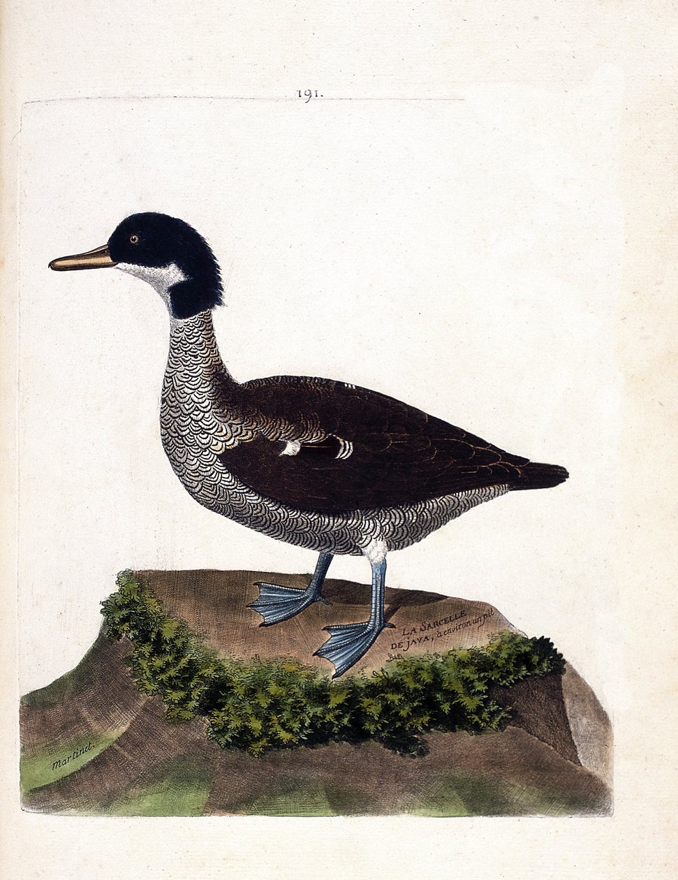 Zoologisk kart (ornitologi): java teal (grå blågrønn eller anas gibberifrons). Illustrasjon i "Fuglenes historie, malt i deres utseende og følsomme aspekter" av Francois Nicolas Martinet (1731-1800). Privat samling. av Francois Nicolas Martinet
