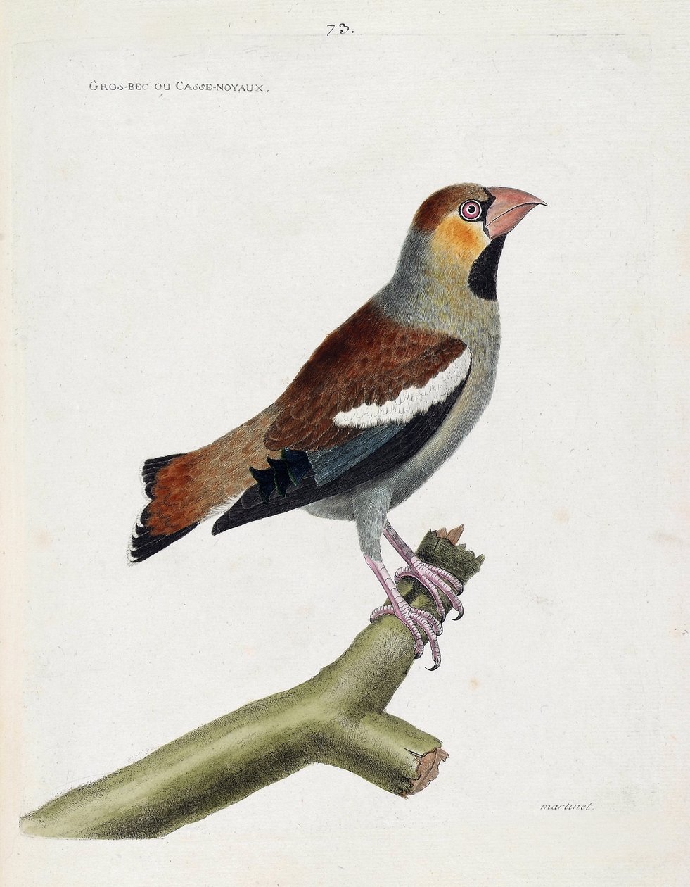 Zoologisk kart (ornitologi): stort nebb (grosbeak) eller kjerner (coccauthrausts) på en gren. Illustrasjon i "Fuglenes historie, malt i deres utseende og følsomme aspekter" av Francois Nicolas Martinet (1731-1800). Privat samling. av Francois Nicolas Martinet