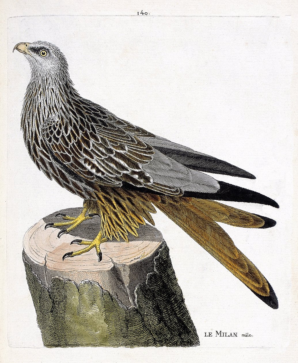 Zoologisk kart (ornitologi): hann Milan (kongelig eller milvus milvus). Illustrasjon i "Fuglenes historie, malt i deres utseende og følsomme aspekter" av Francois Nicolas Martinet (1731-1800). Privat samling. av Francois Nicolas Martinet