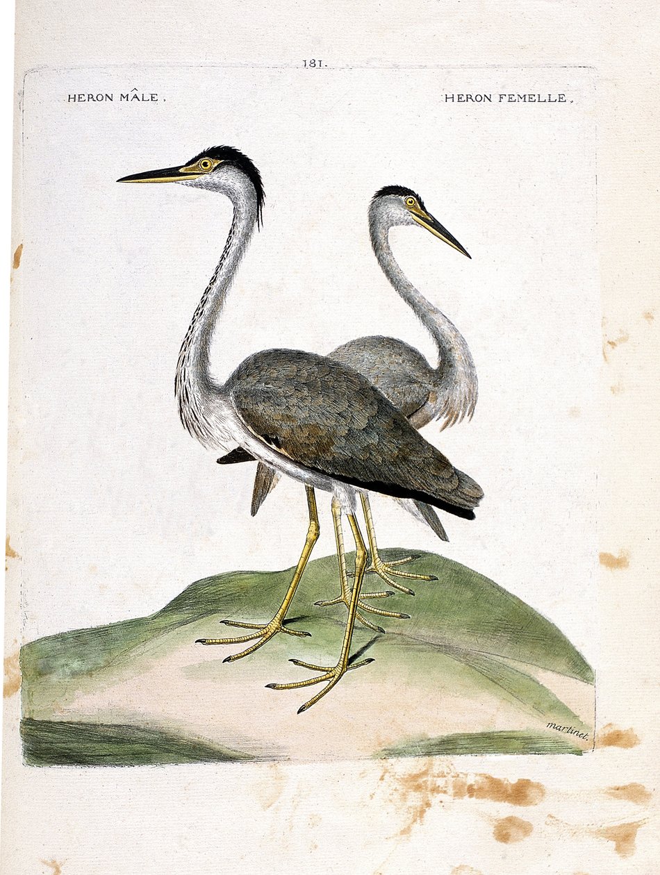 Zoologisk kart (ornitologi): hann- og hunnhegre (hegreaske eller ardea cinerea). Illustrasjon i "Fuglenes historie, malt i deres utseende og følsomme aspekter" av Francois Nicolas Martinet (1731-1800). Privat samling. av Francois Nicolas Martinet