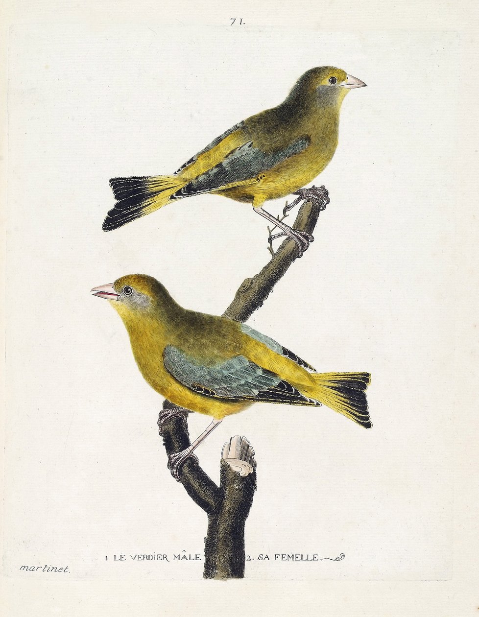 Zoologisk kart (ornitologi): hann- og kvinneverdier (europeisk verdier eller carduelis chloris) på en gren. Illustrasjon i "Fuglenes historie, malt i deres utseende og følsomme aspekter" av Francois Nicolas Martinet (1731-1800). Privat koll av Francois Nicolas Martinet