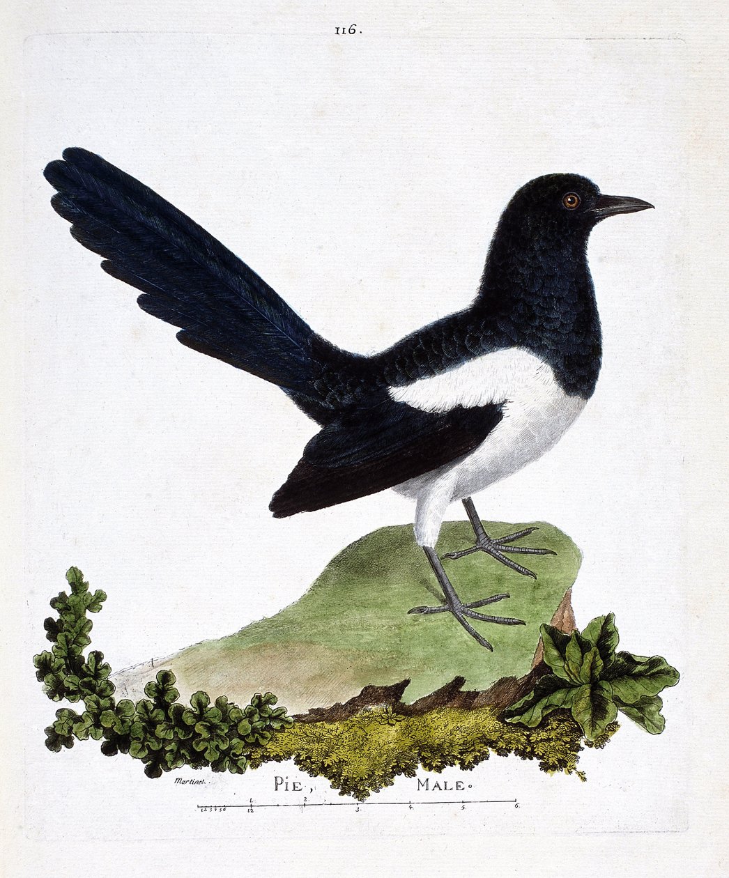 Zoologisk kart (ornitologi): hannskjære eller pratsom pai (pica pica). Illustrasjon i "Fuglenes historie, malt i deres utseende og følsomme aspekter" av Francois Nicolas Martinet (1731-1800). Privat samling. av Francois Nicolas Martinet