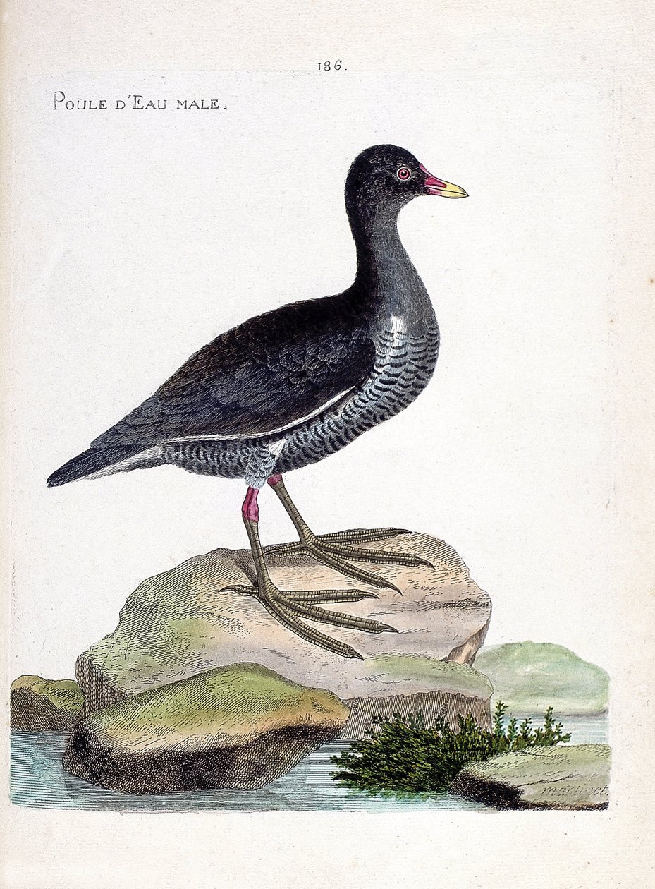 Zoologisk kart (ornitologi): hannvann (vannhøne eller gallinula chloropus). Illustrasjon i "Fuglenes historie, malt i deres utseende og følsomme aspekter" av Francois Nicolas Martinet (1731-1800). Privat samling. av Francois Nicolas Martinet