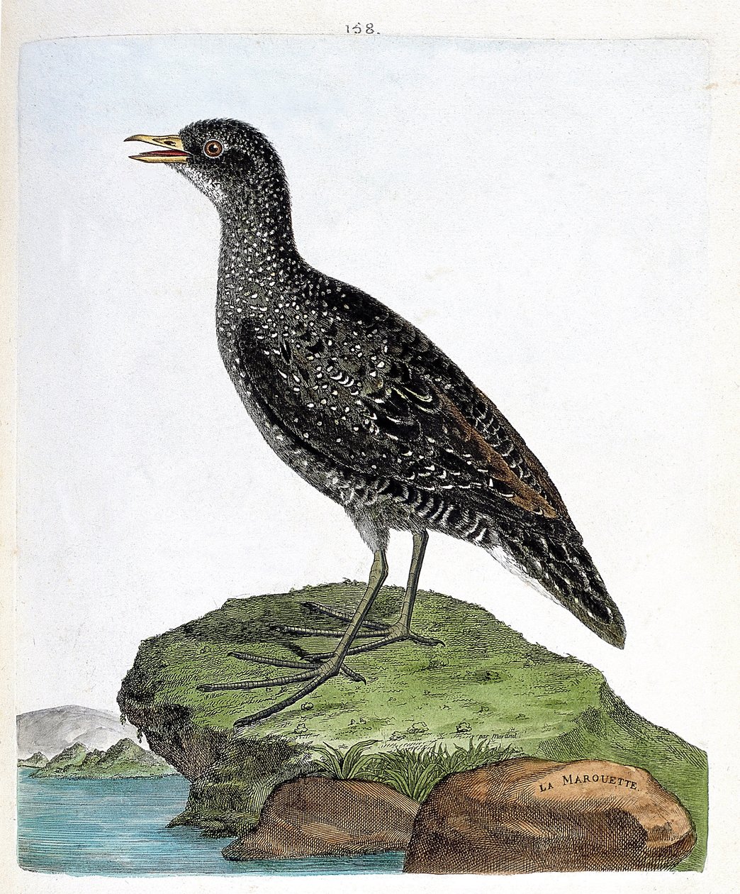 Zoologisk kart (ornitologi): marouette (flekkmarouett eller porzana porzana). Illustrasjon i "Fuglenes historie, malt i deres utseende og følsomme aspekter" av Francois Nicolas Martinet (1731-1800). Privat samling. av Francois Nicolas Martinet