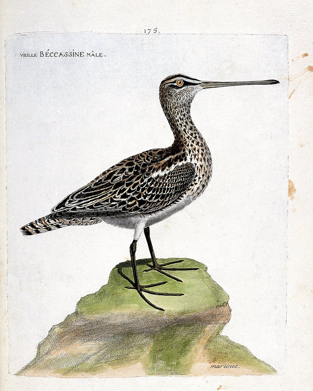 Zoologisk kart (ornitologi): gammel hann becassine (myr becassine eller gallinago gallinago). Illustrasjon i "Fuglenes historie, malt i deres utseende og følsomme aspekter" av Francois Nicolas Martinet (1731-1800). Privat samling. av Francois Nicolas Martinet