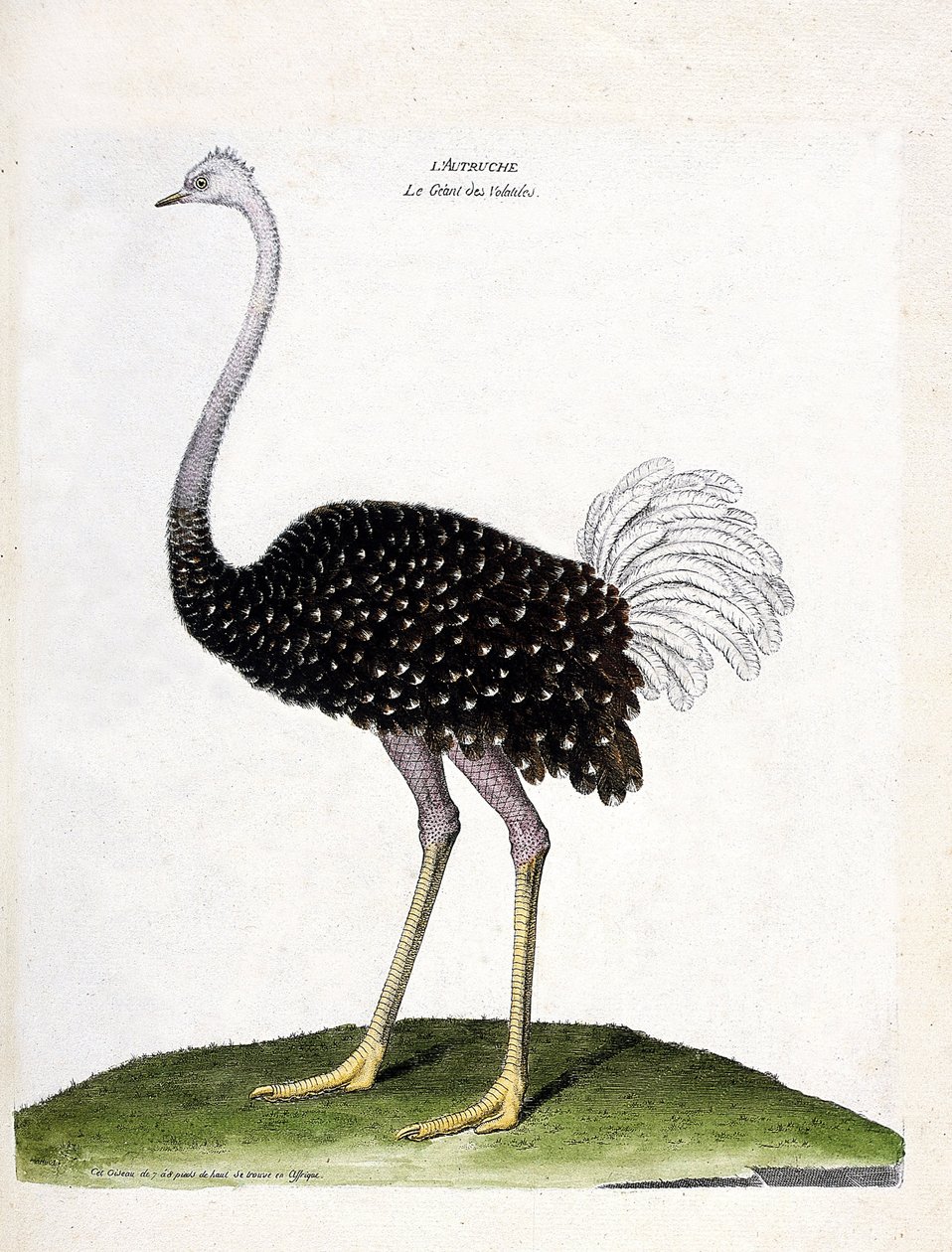Zoologisk kart (ornitologi): struts (struthio camelus). Illustrasjon i "Fuglenes historie, malt i deres utseende og følsomme aspekter" av Francois Nicolas Martinet (1731-1800). Privat samling. av Francois Nicolas Martinet