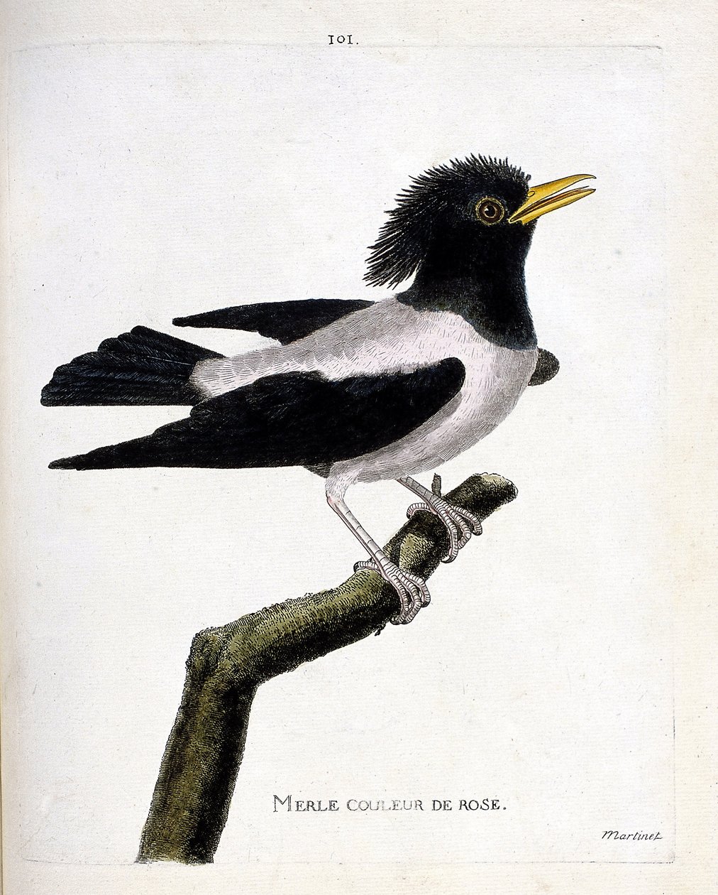 Zoologisk kart (ornitologi): rosa svarttrost (rødstær eller sturnus roseus) på en gren. Illustrasjon i "Fuglenes historie, malt i deres utseende og følsomme aspekter" av Francois Nicolas Martinet (1731-1800). Privat samling. av Francois Nicolas Martinet