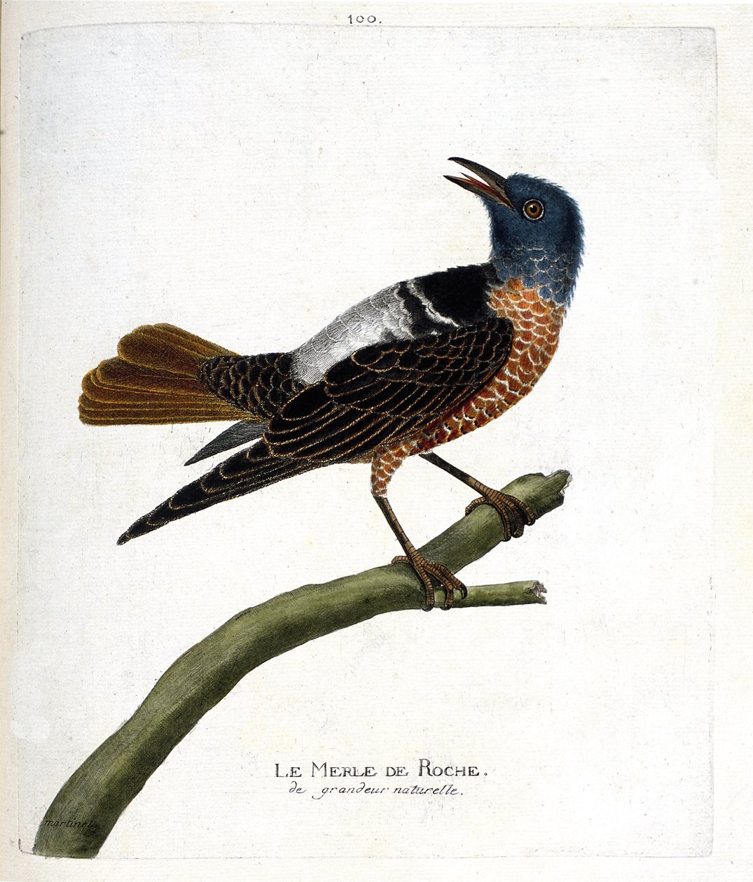 Zoologisk kart (ornitologi): steintrost (steinsvarttrost eller monticola saxatilis). Illustrasjon i "Fuglenes historie, malt i deres utseende og følsomme aspekter" av Francois Nicolas Martinet (1731-1800). Privat samling. av Francois Nicolas Martinet