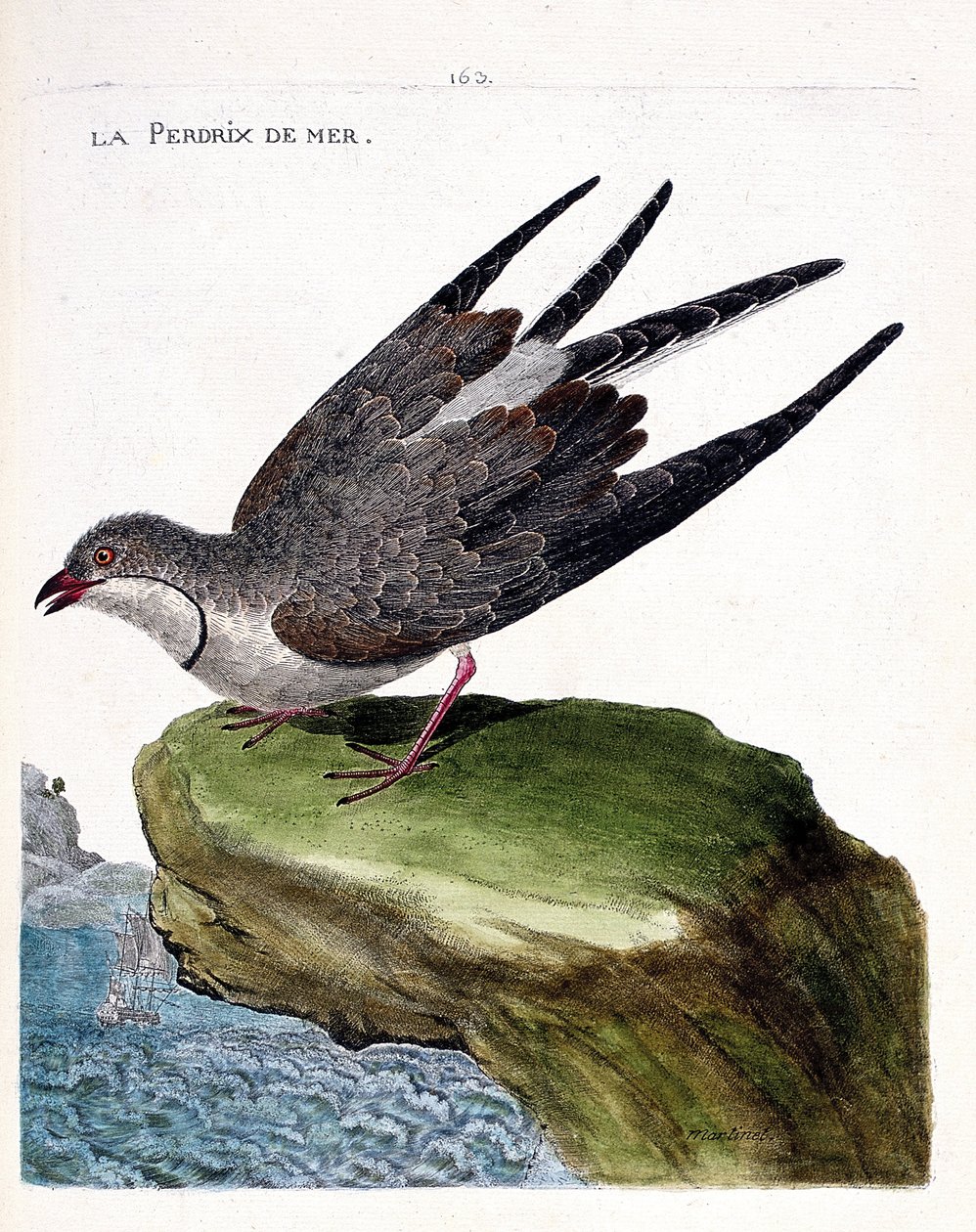 Zoologisk kart (ornitologi): sjørapphøne (glareole et halskjede eller glareola pratincola). Illustrasjon i "Fuglenes historie, malt i deres utseende og følsomme aspekter" av Francois Nicolas Martinet (1731-1800). Privat samling. av Francois Nicolas Martinet