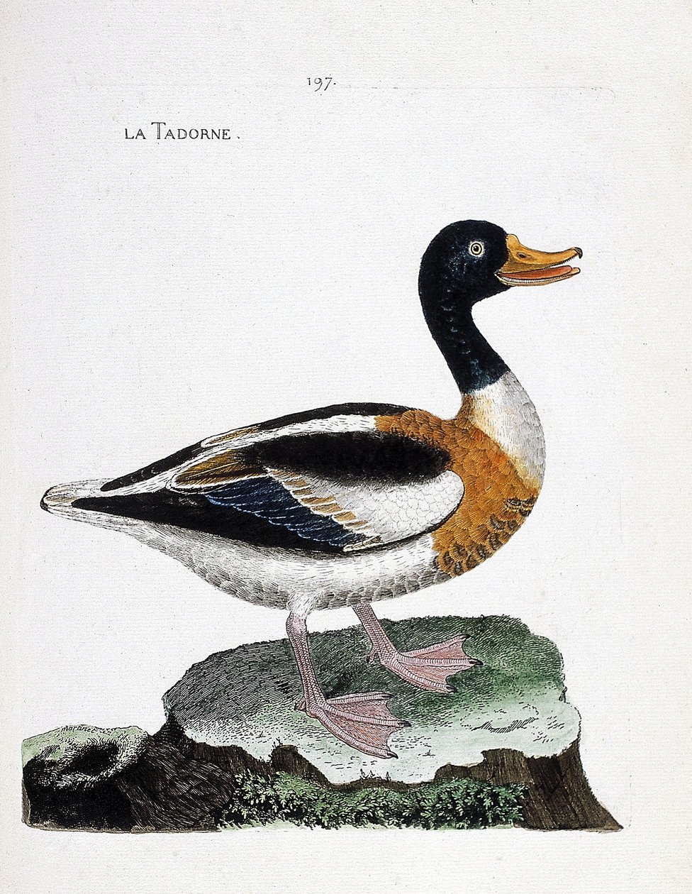 Zoological chart (ornithology): tadorne (tadorne de belon or tadorna tadorna). Illustration in “The History of the Birds, Painted in Their Appearing and Sensitive Aspects” by Francois Nicolas Martinet (1731-1800). Private collection. av Francois Nicolas Martinet