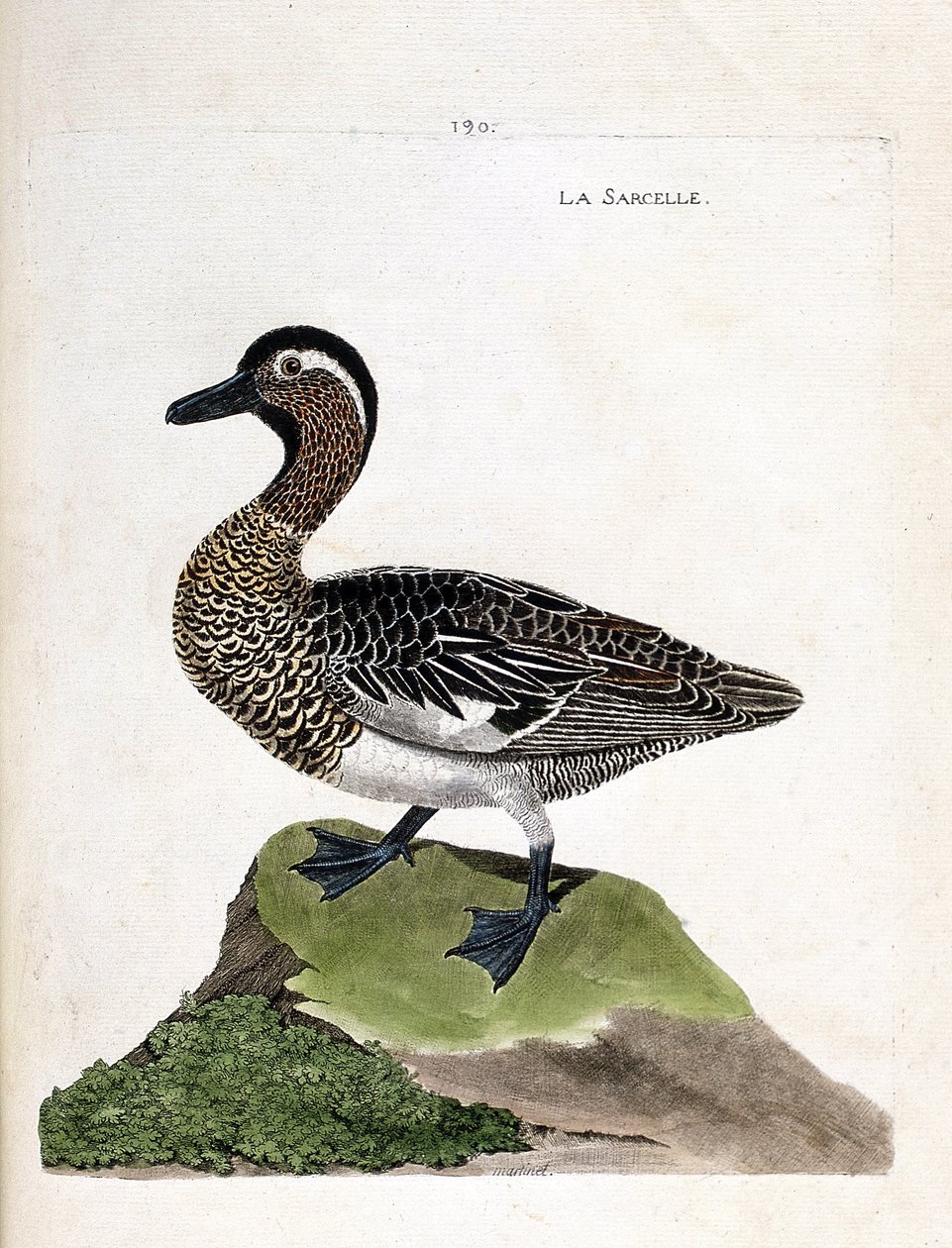 Zoologisk kart (ornitologi): krikkand (sommer krikkand eller anas querquedula). Illustrasjon i "Fuglenes historie, malt i deres utseende og følsomme aspekter" av Francois Nicolas Martinet (1731-1800). Privat samling. av Francois Nicolas Martinet