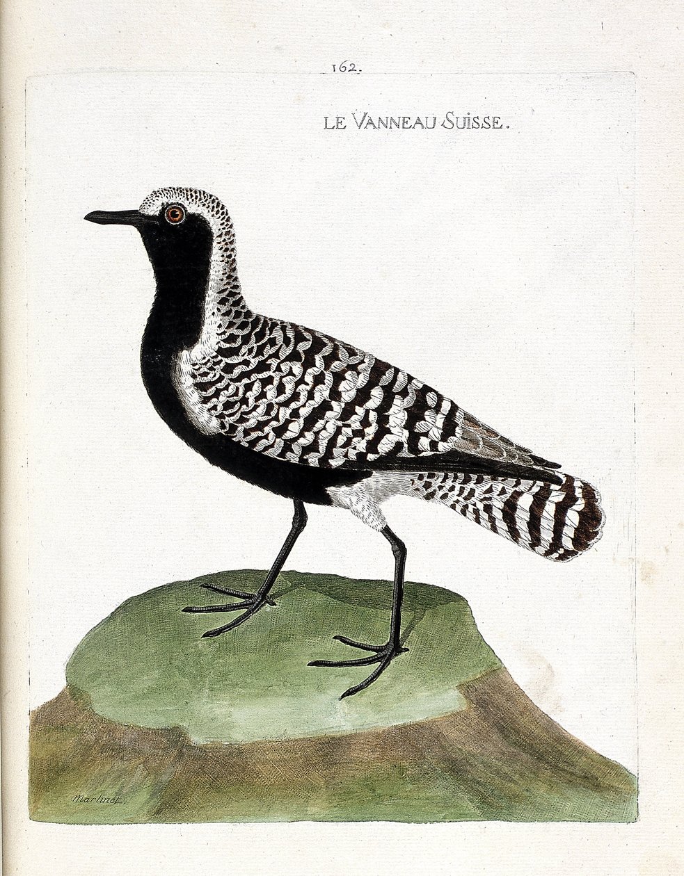 Zoologisk kart (ornitologi): det sveitsiske lammet (sølvhøne eller pluvialis squatarola). Illustrasjon i "Fuglenes historie, malt i deres utseende og følsomme aspekter" av Francois Nicolas Martinet (1731-1800). Privat samling. av Francois Nicolas Martinet